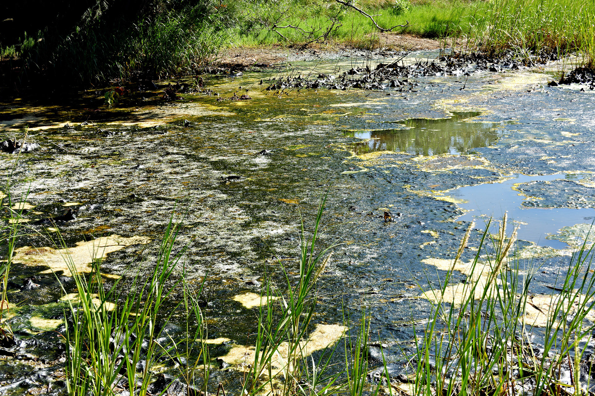 MA_CapeCod_20180724_0379_PS.dng