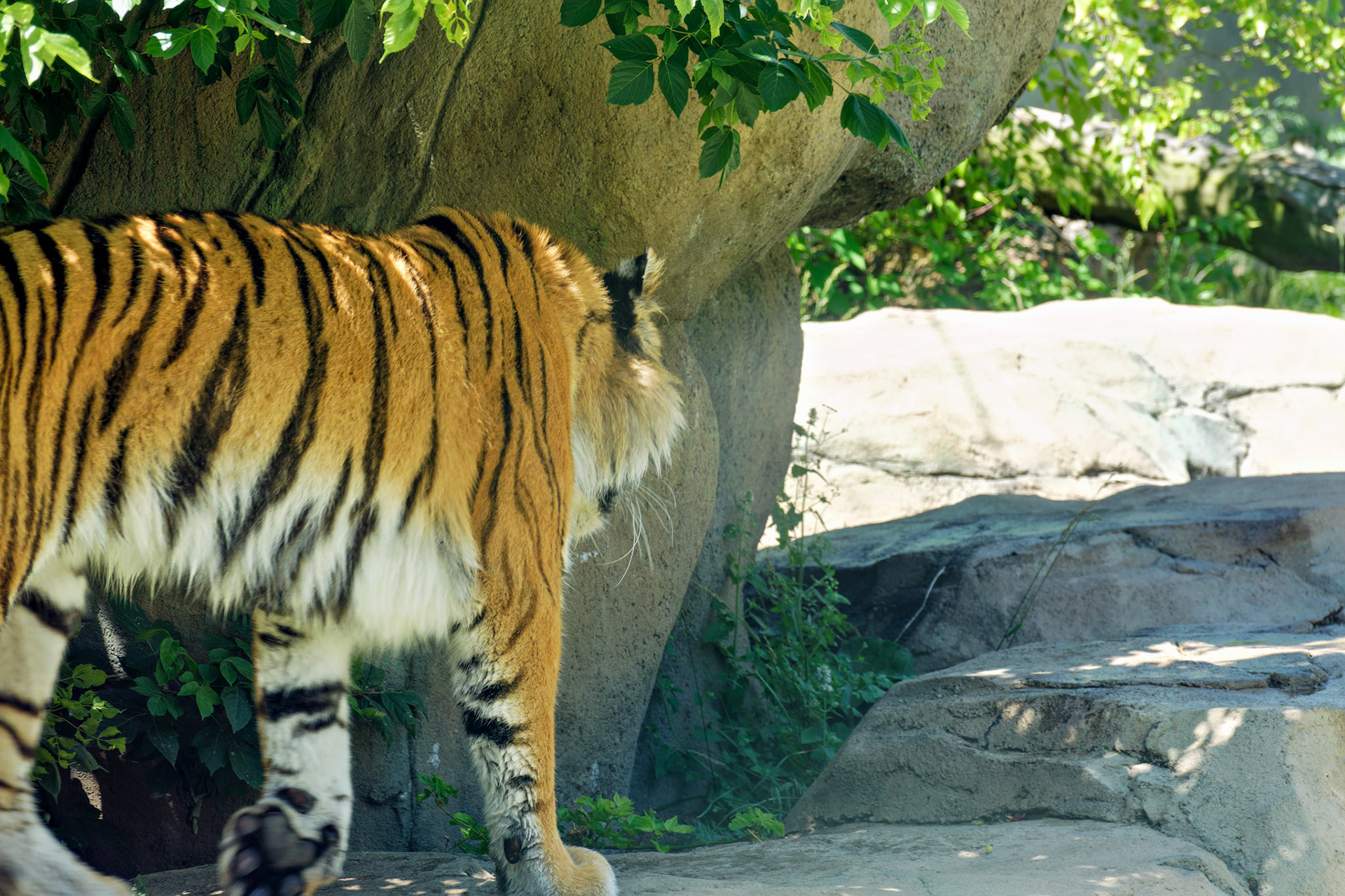 IN_Indianapolis Zoo_20170608_0218_PS.dng