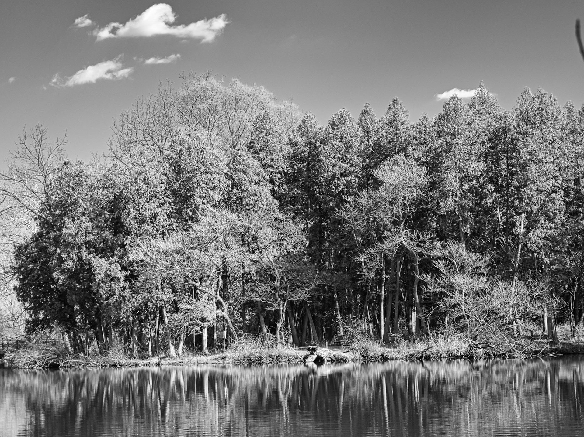 Black &amp; White 00256