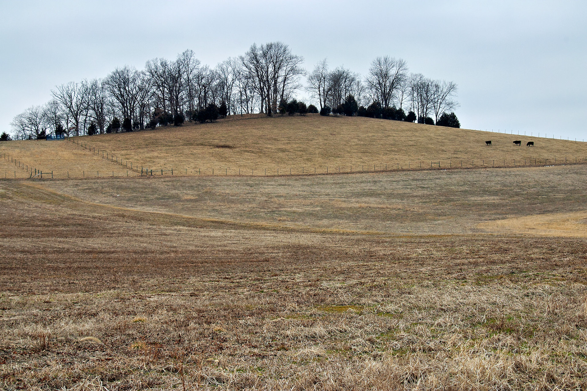 VA_20030305_0018_PS.dng