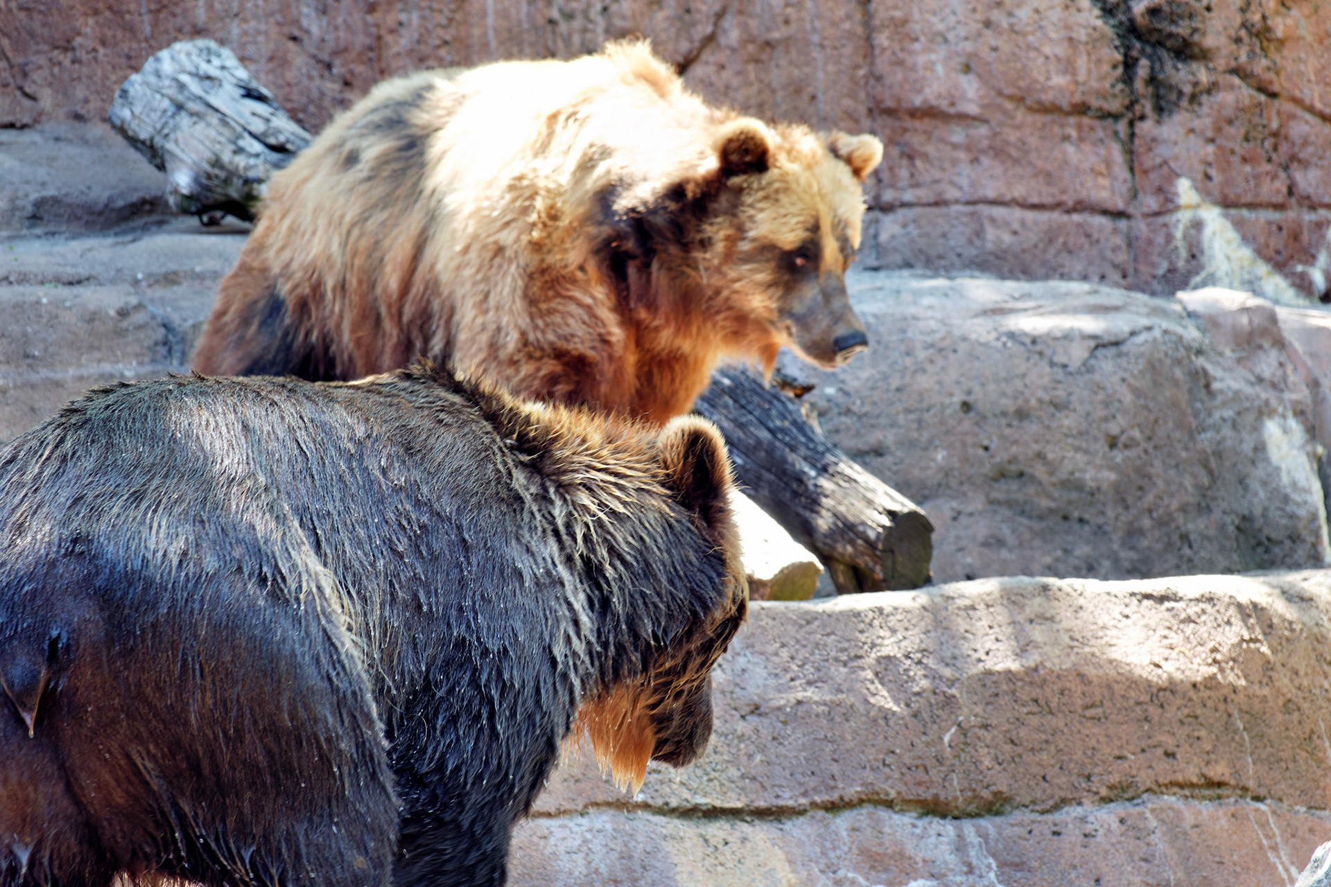 IN_Indianapolis Zoo_20170608_0230_PS.dng