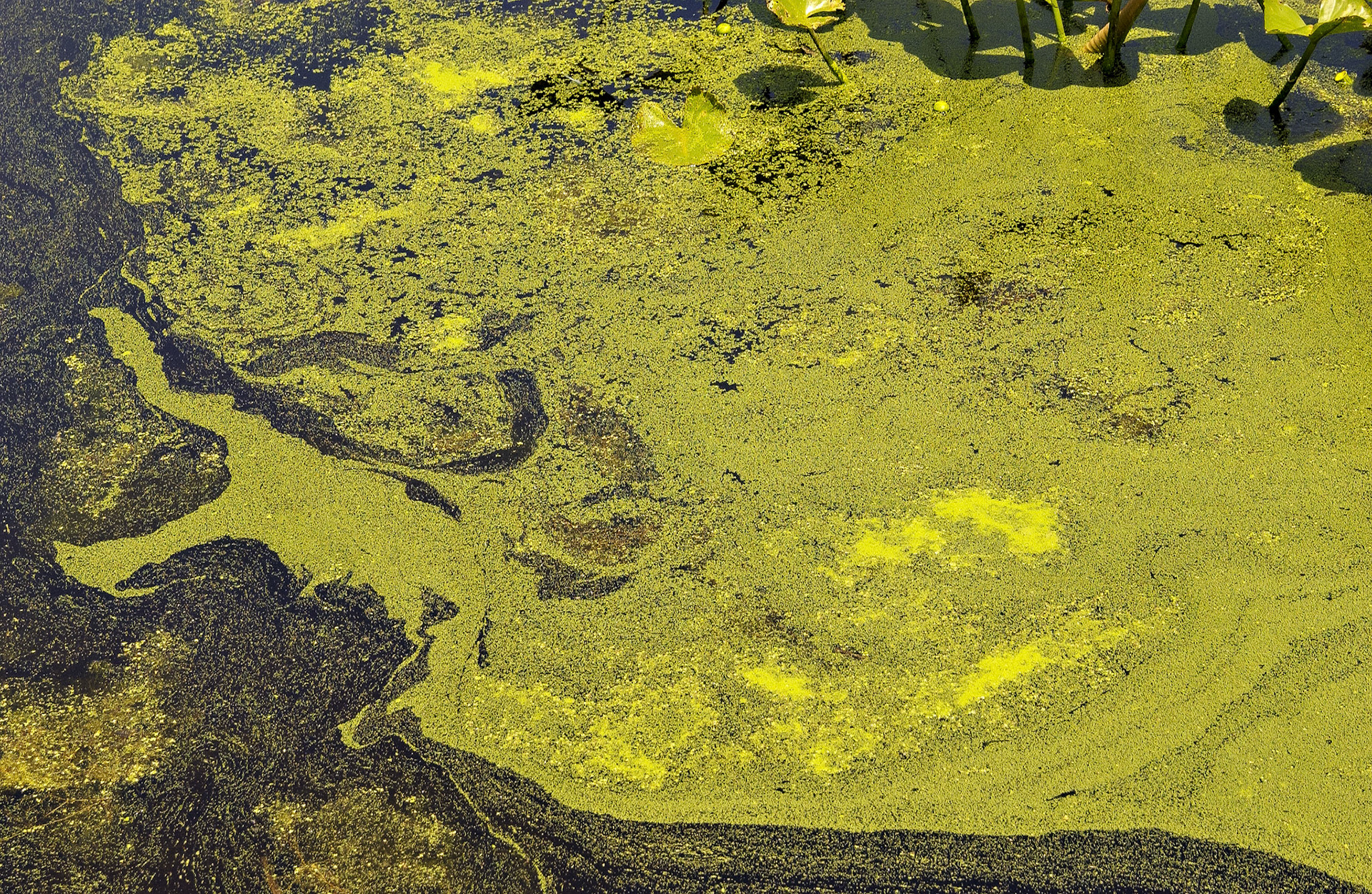 IL_Morton Arboretum_20020531_0032_PS.tif