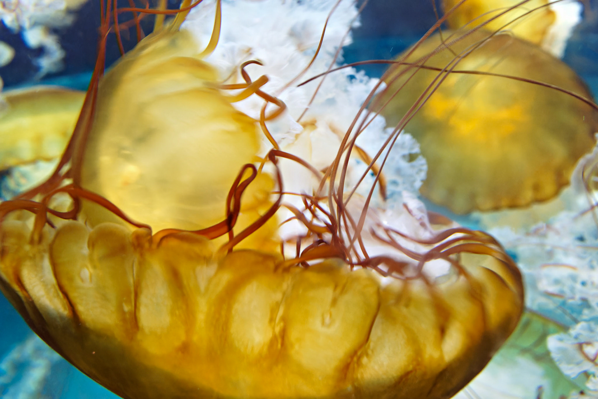 Wildlife_20140806_0609_PS.dng