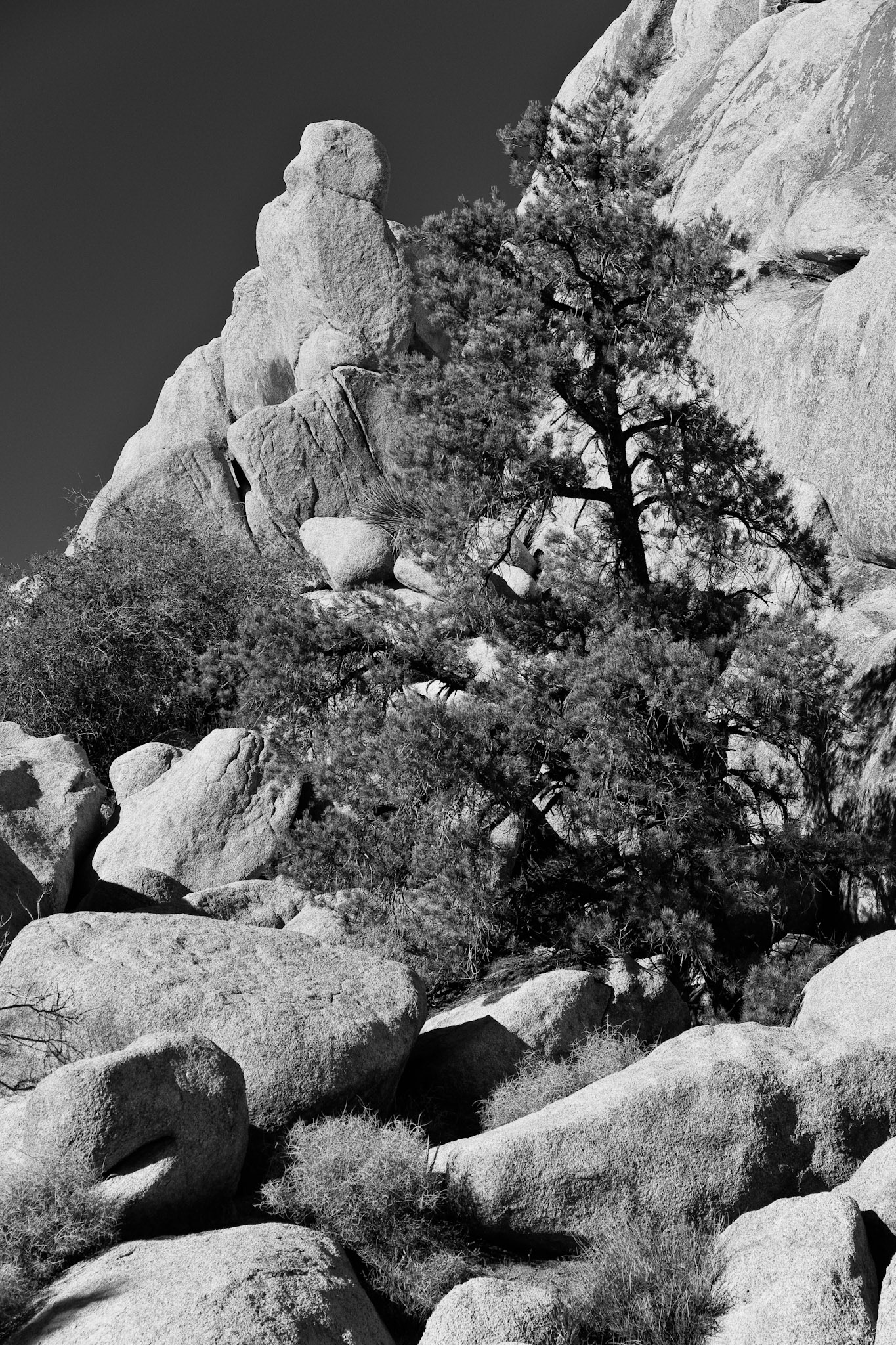 Black &amp; White 00106