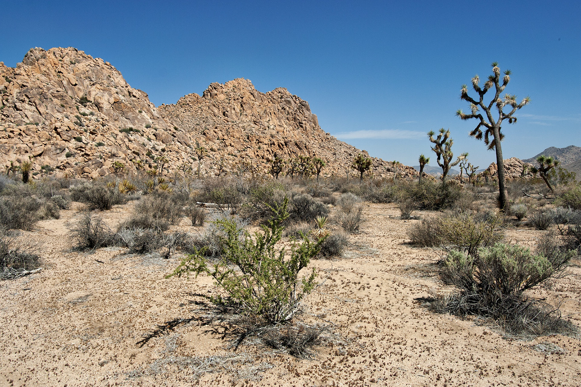 CA_JoshuaTree_20030514_0009_PS.dng