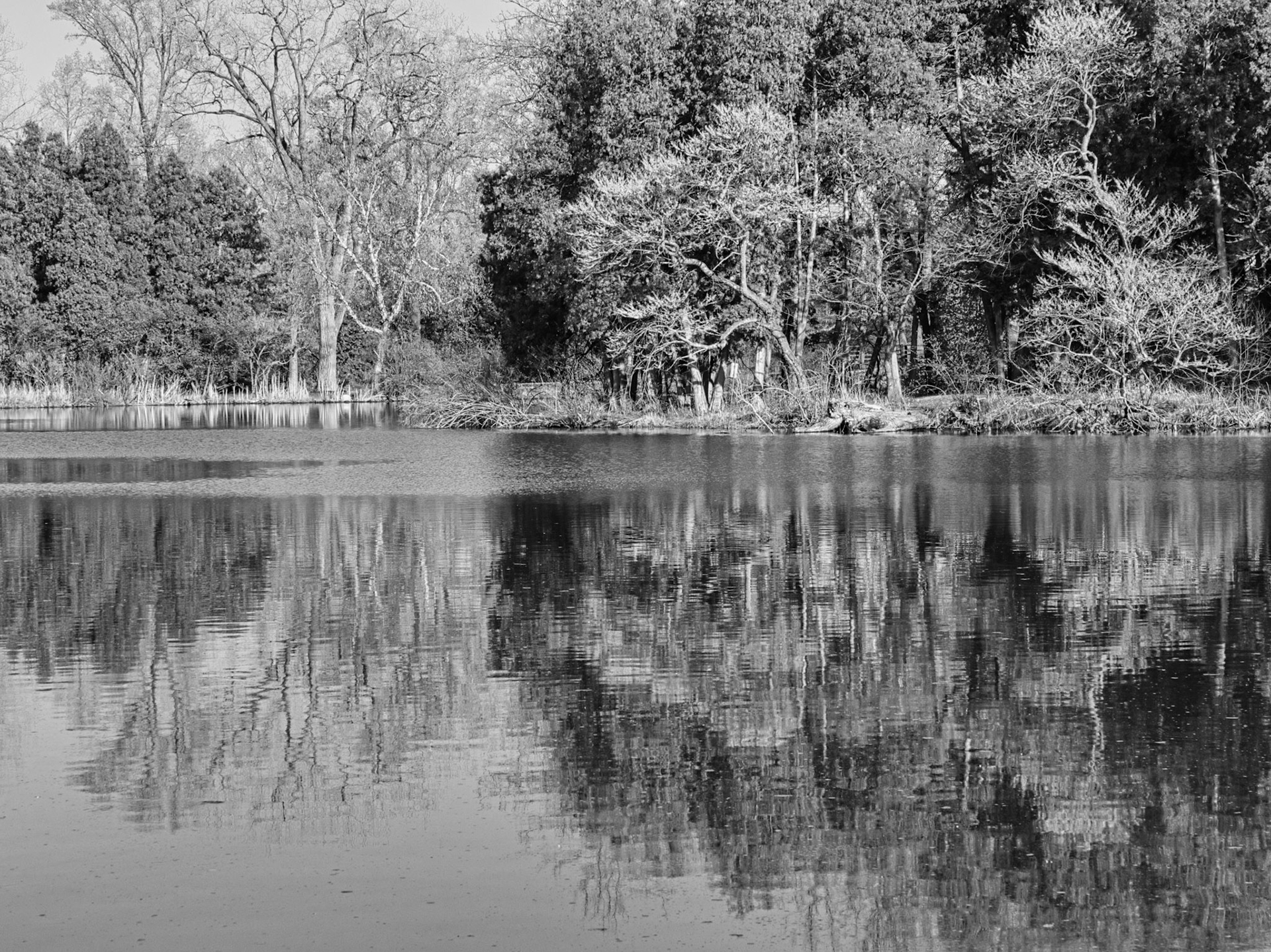 Black &amp; White 00267