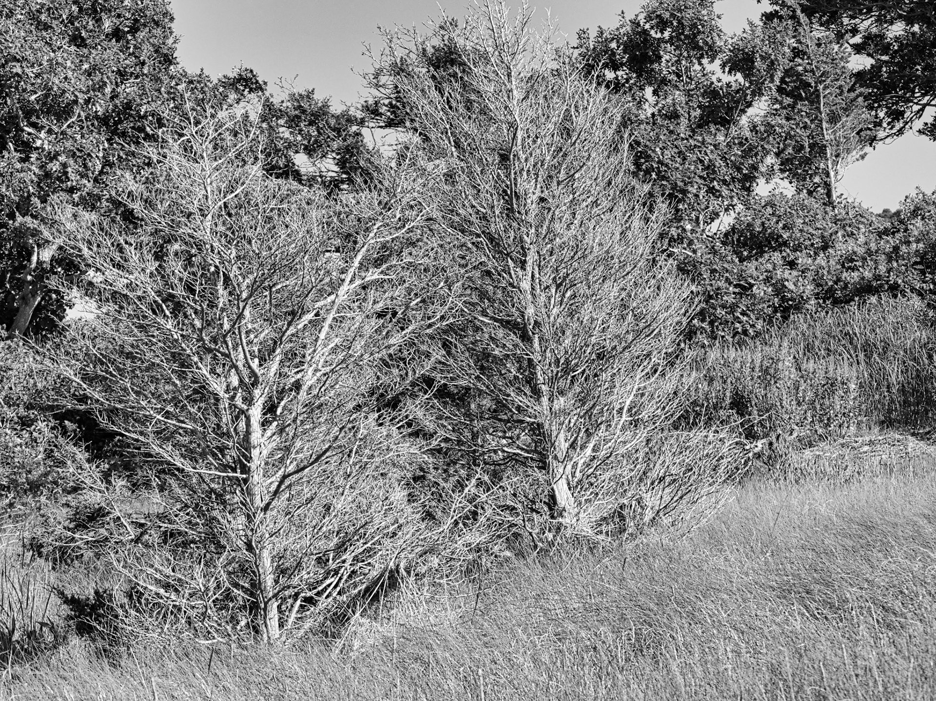 Black &amp; White 00281