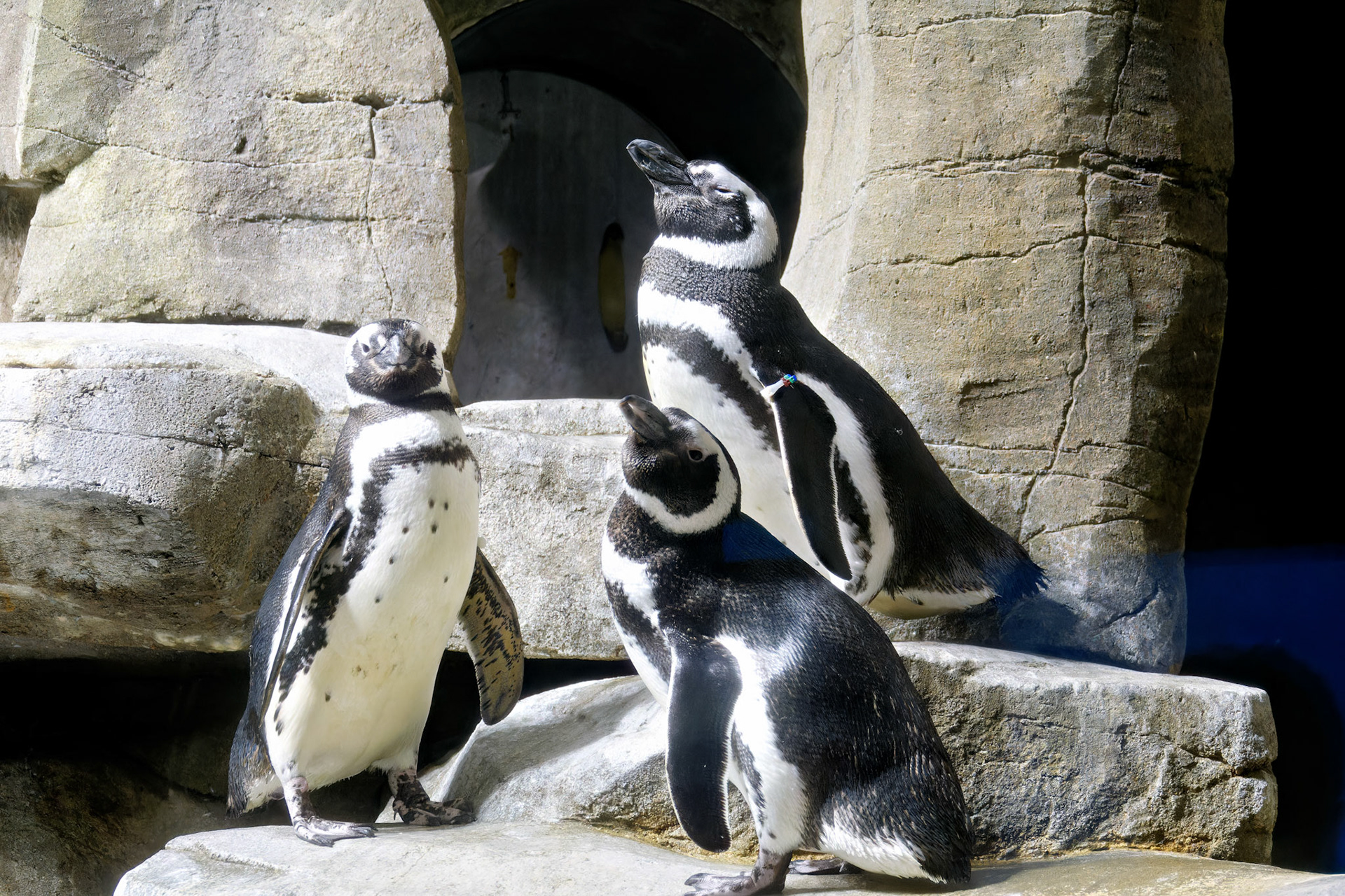 Wildlife_20160705_0703_PS.dng