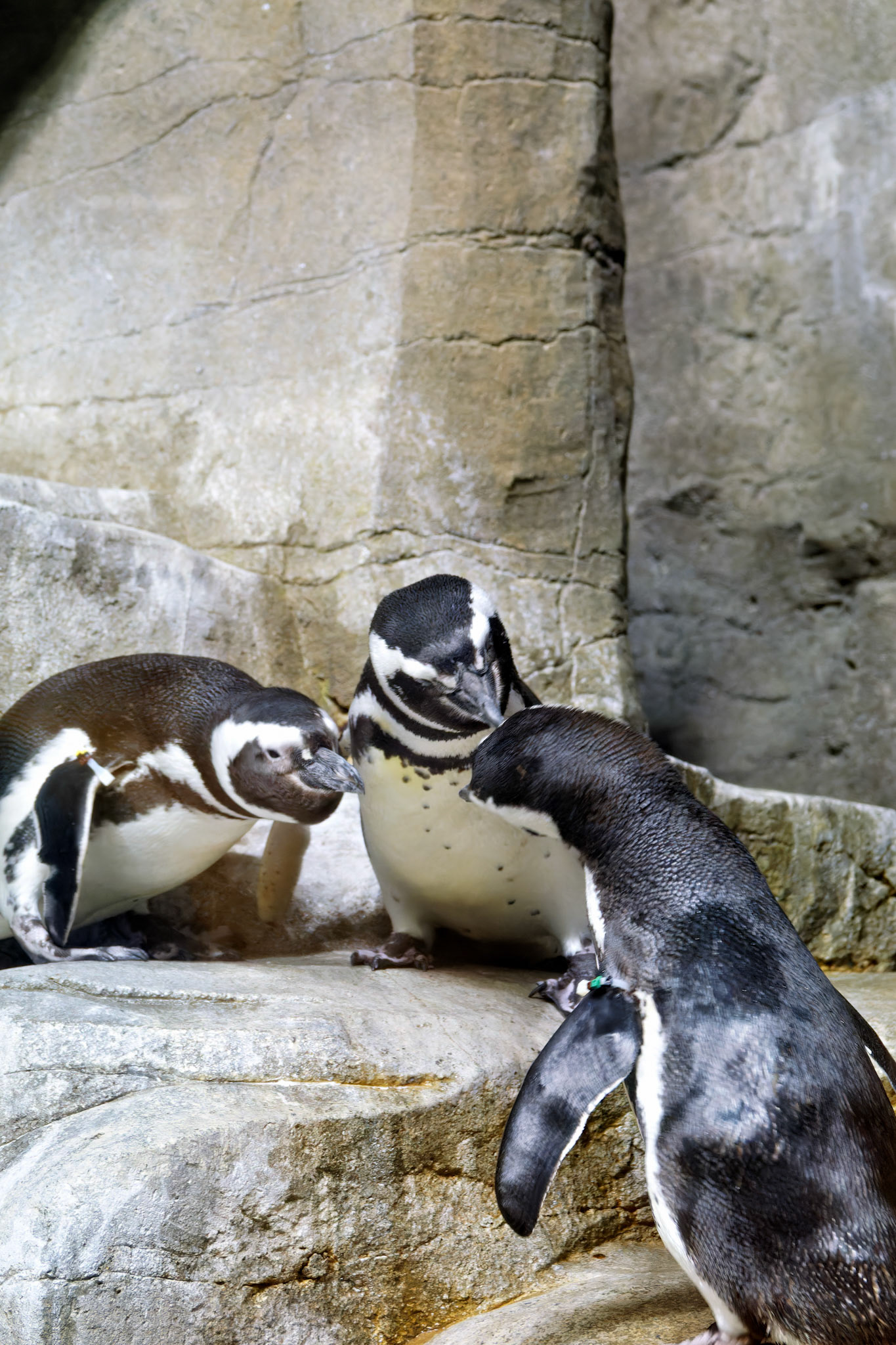 Wildlife_20160705_0707_PS.dng