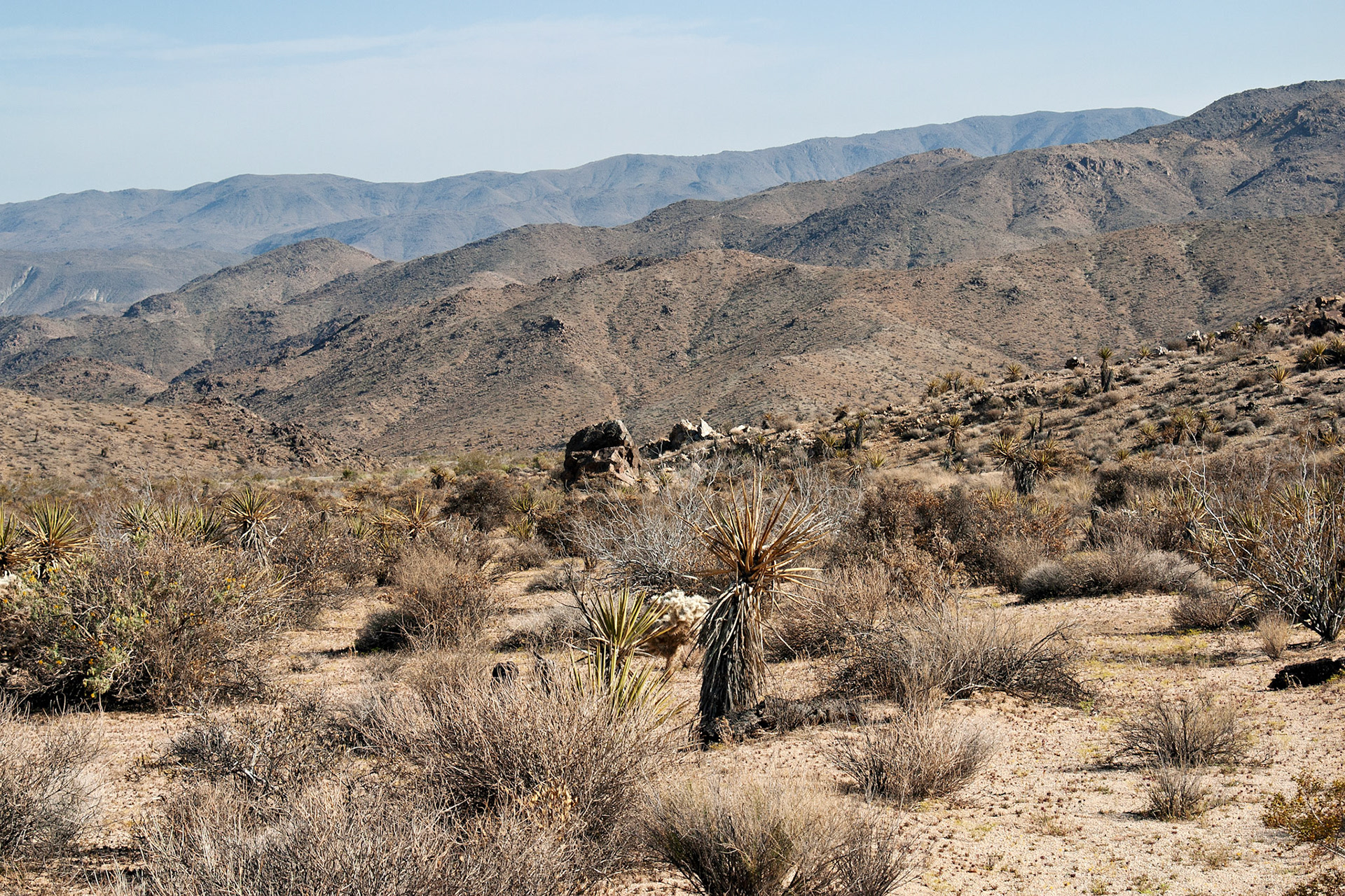 CA_JoshuaTree_20030514_0033_PS.dng