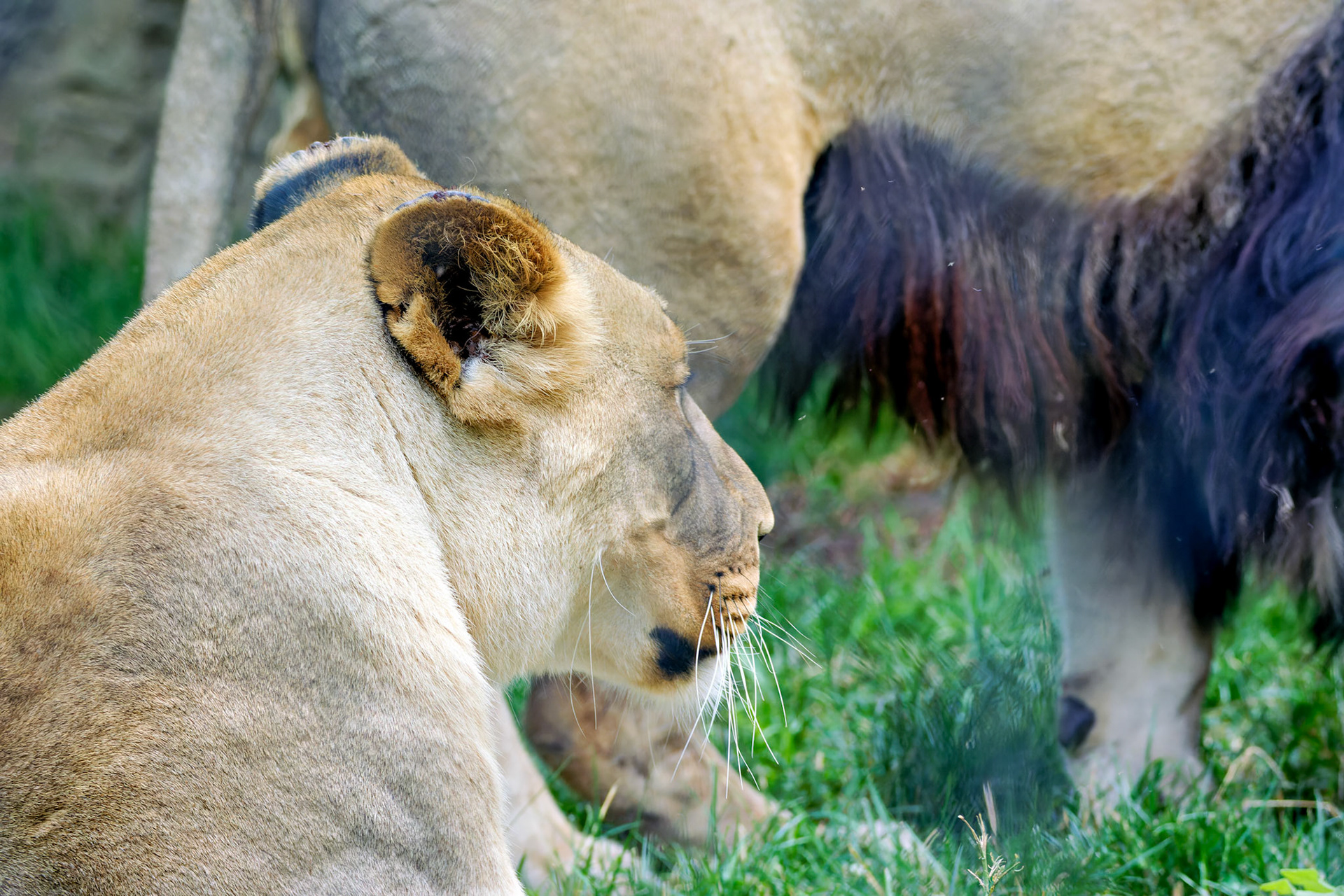 Wildlife_20140718_0471_PS.dng