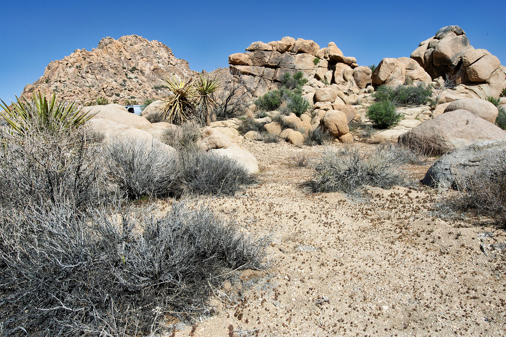 CA_JoshuaTree_20030514_0012_PS.dng