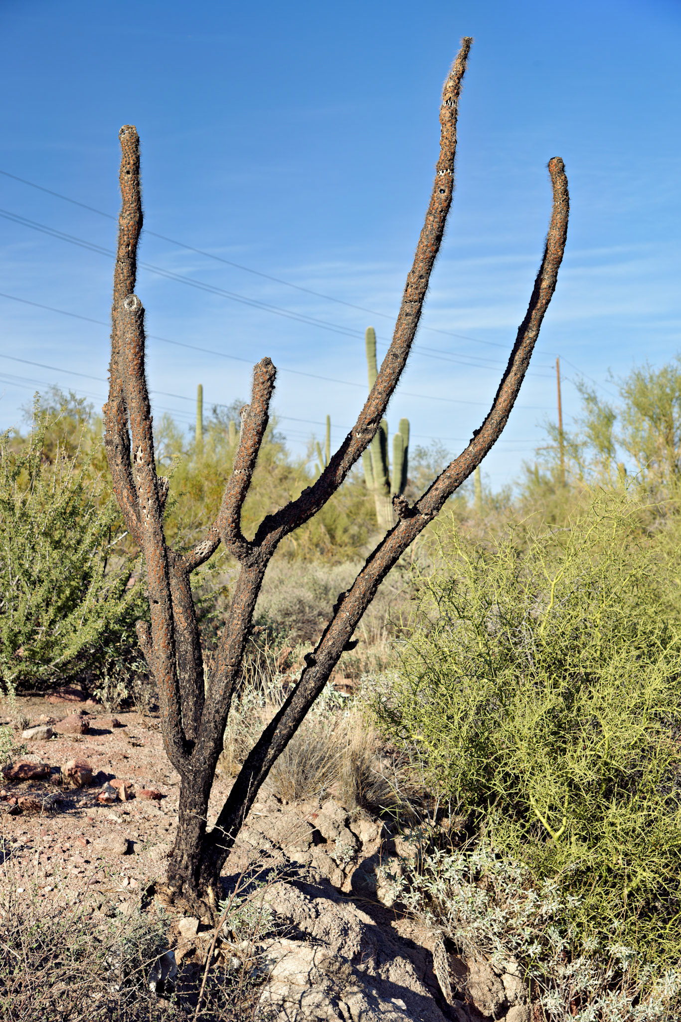 AZ_20121209_0346_PS.dng