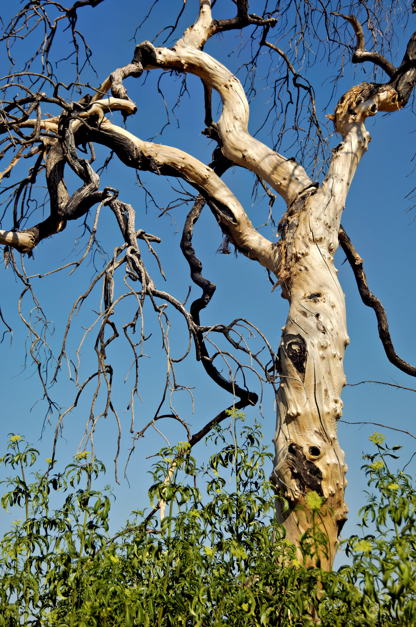 CA_20050613_0050_PS.dng