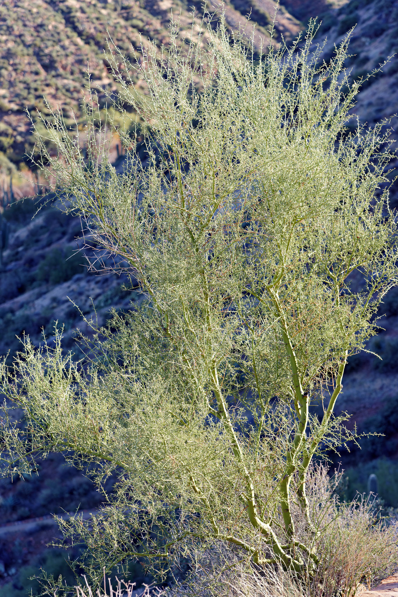 AZ_20121210_0446_PS.dng