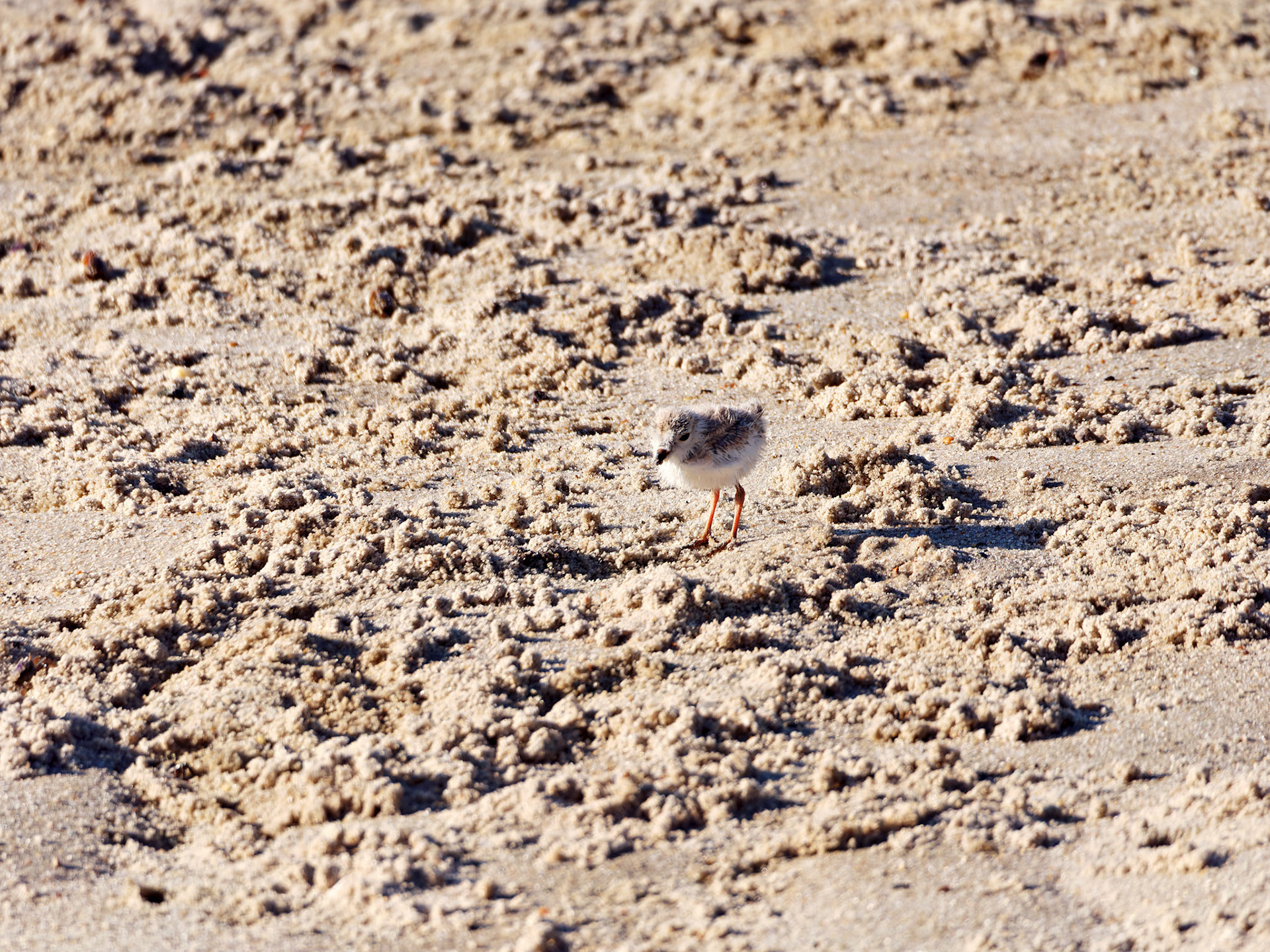 MA_CapeCod_20180724_0398_PS.dng