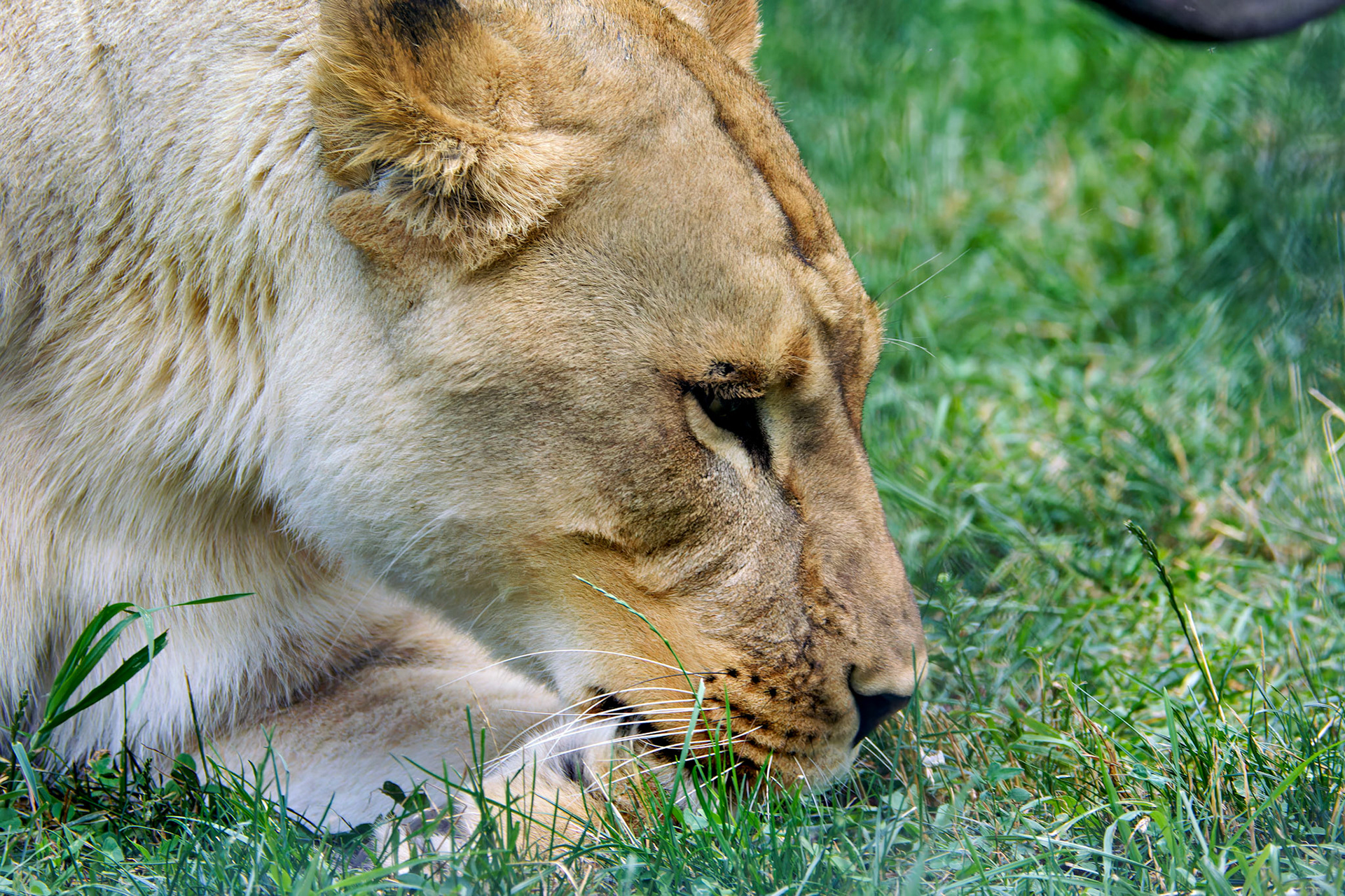 Wildlife_20140718_0479_PS.dng