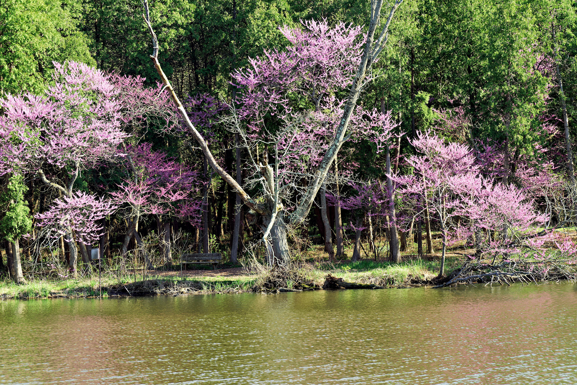 IL_Morton Arboretum_20170422_0775_PS.tif