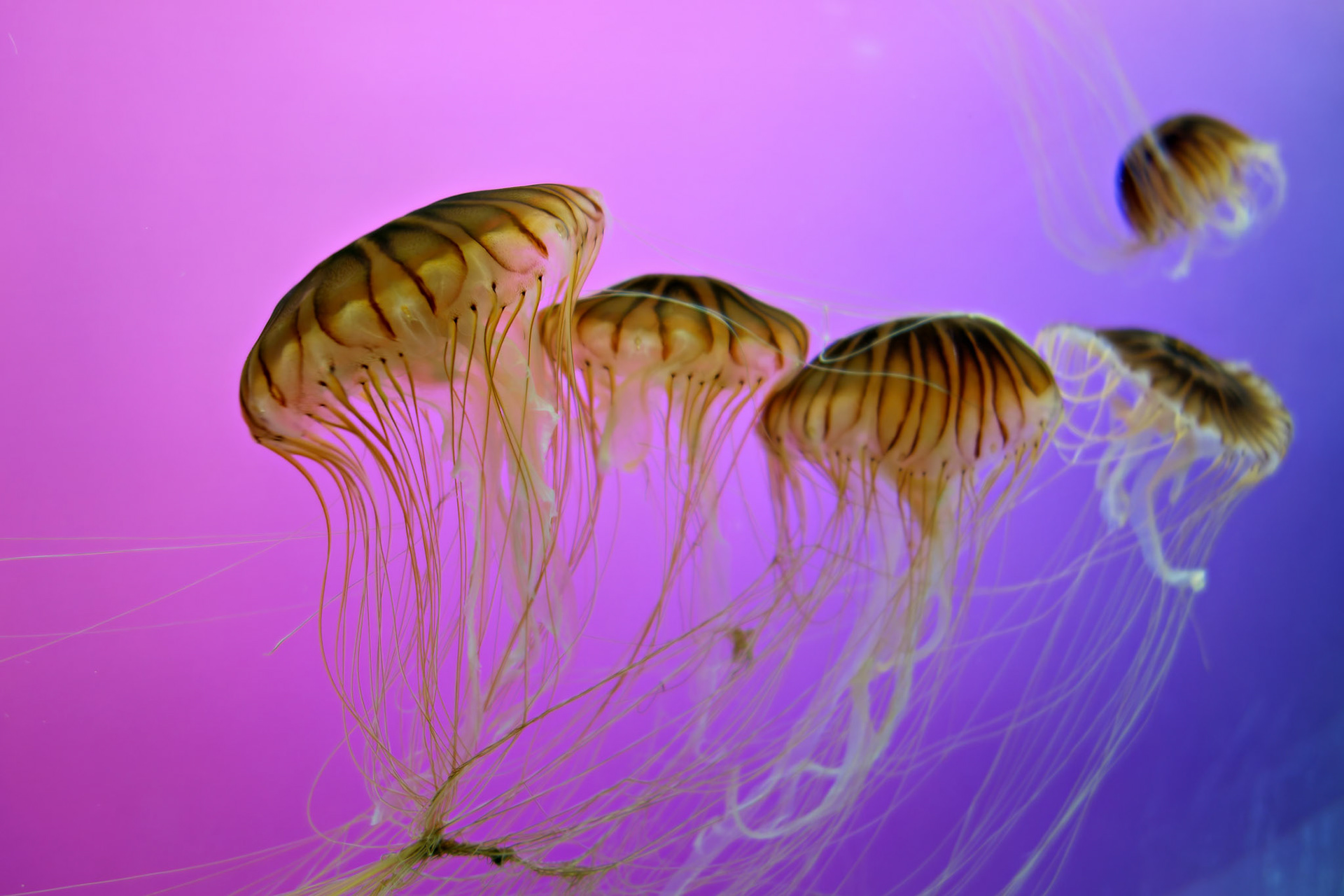 Wildlife_20120725_0320_PS.dng