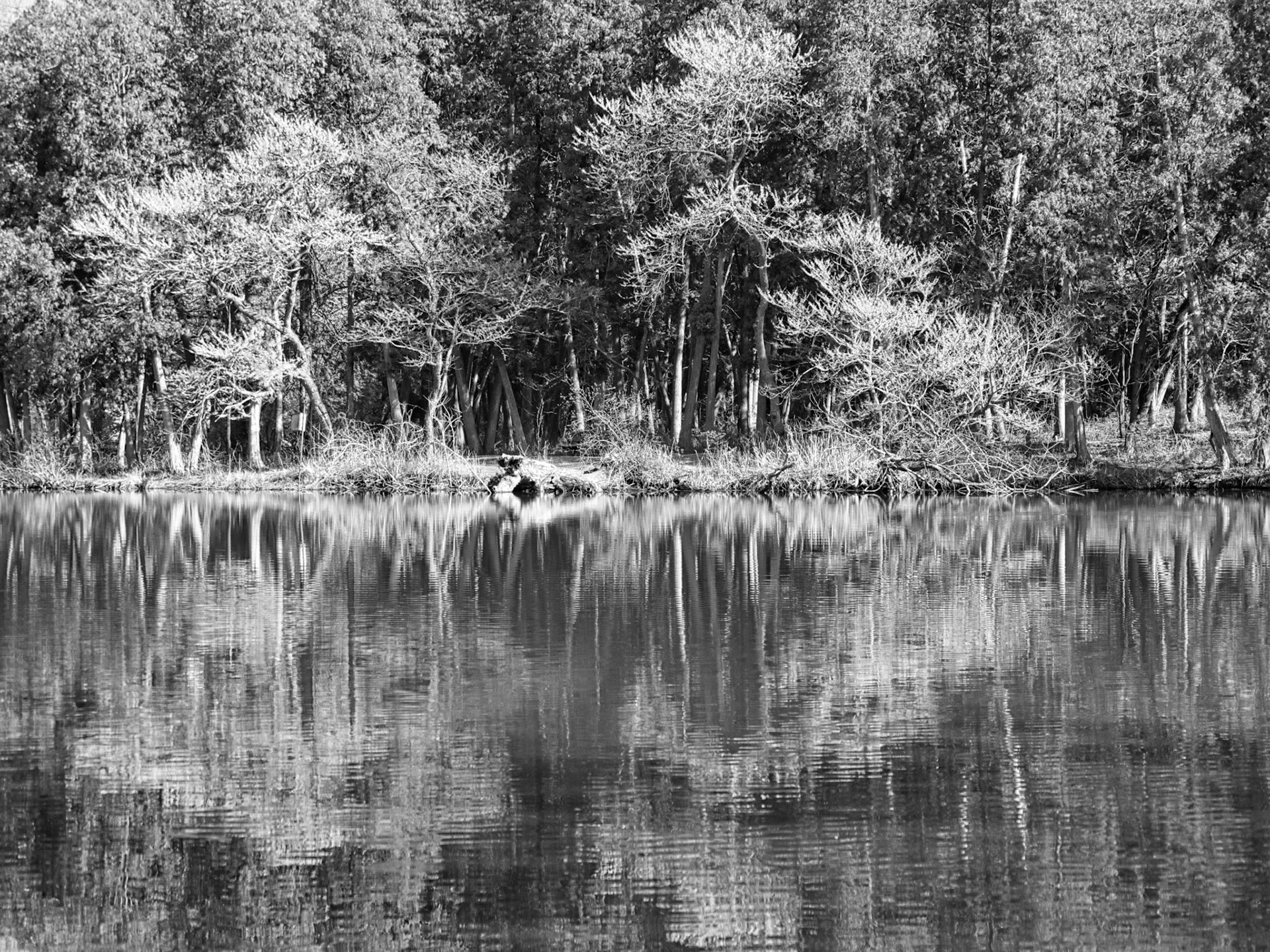 Black &amp; White 00257