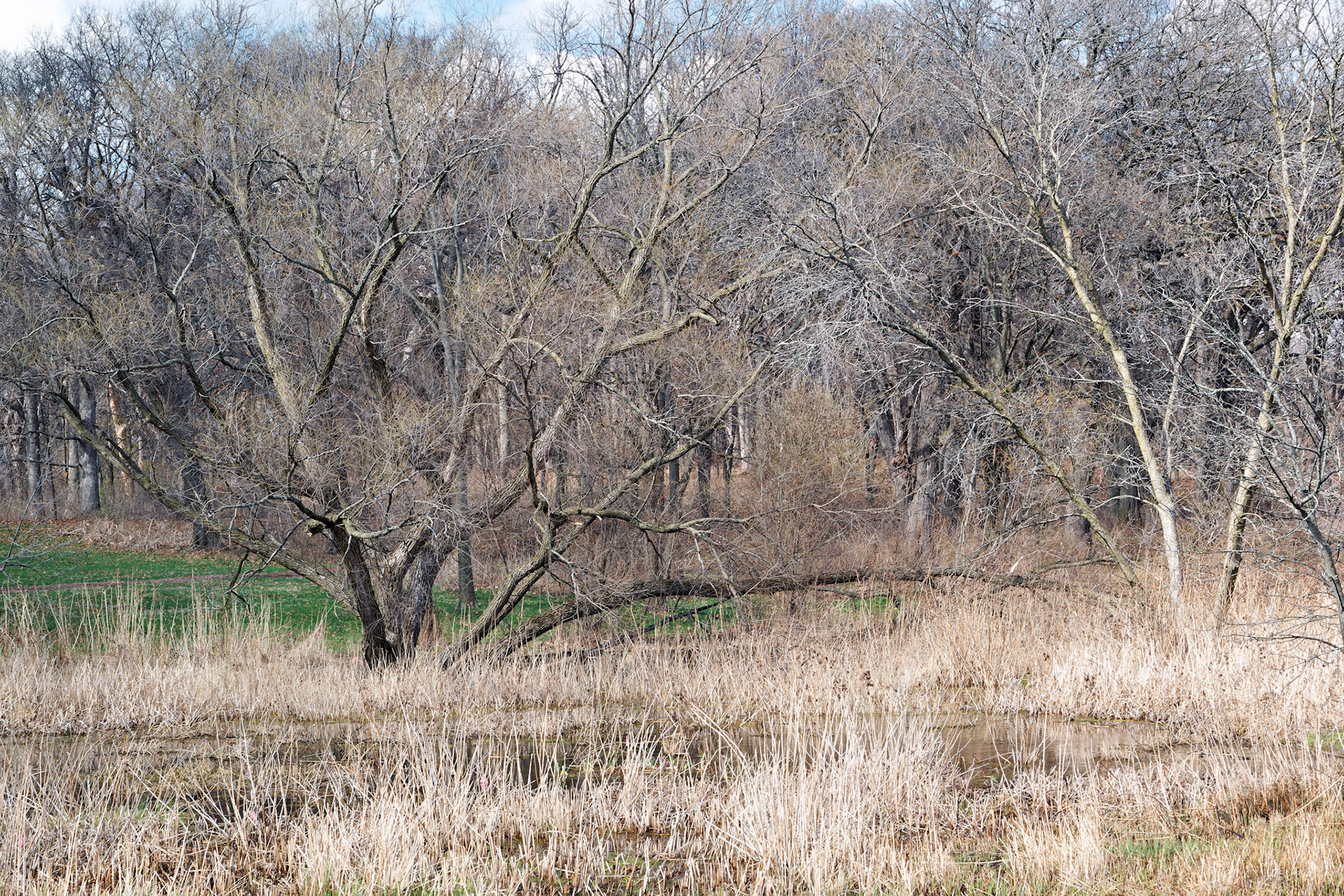 IL_Morton Arboretum_20150411_0661_PS.tif