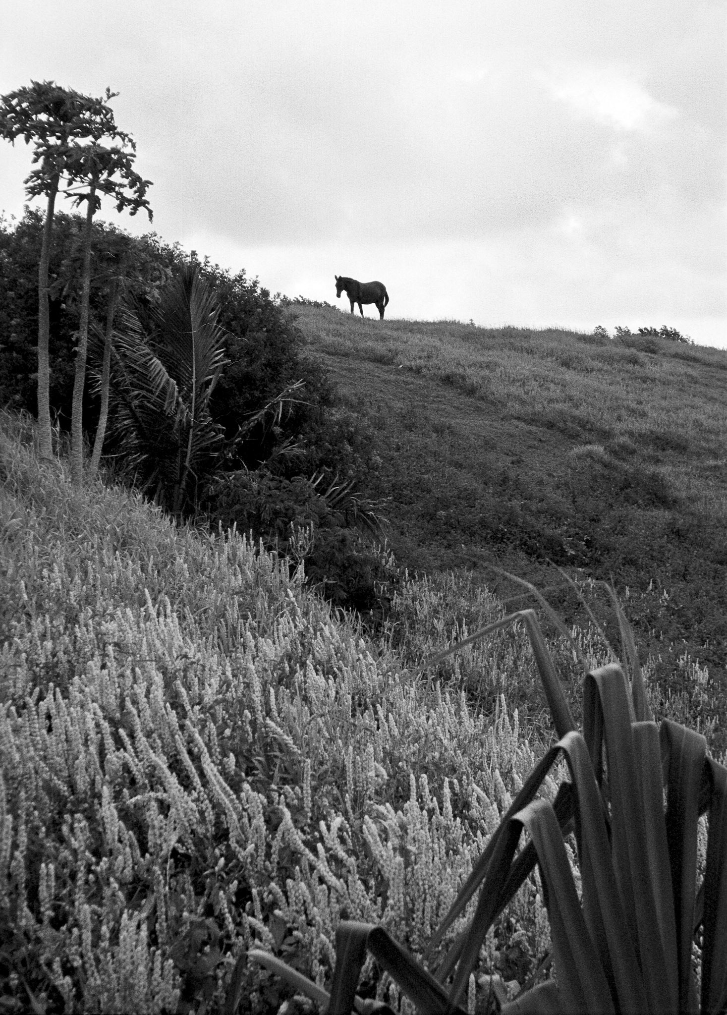 Black &amp; White 00013