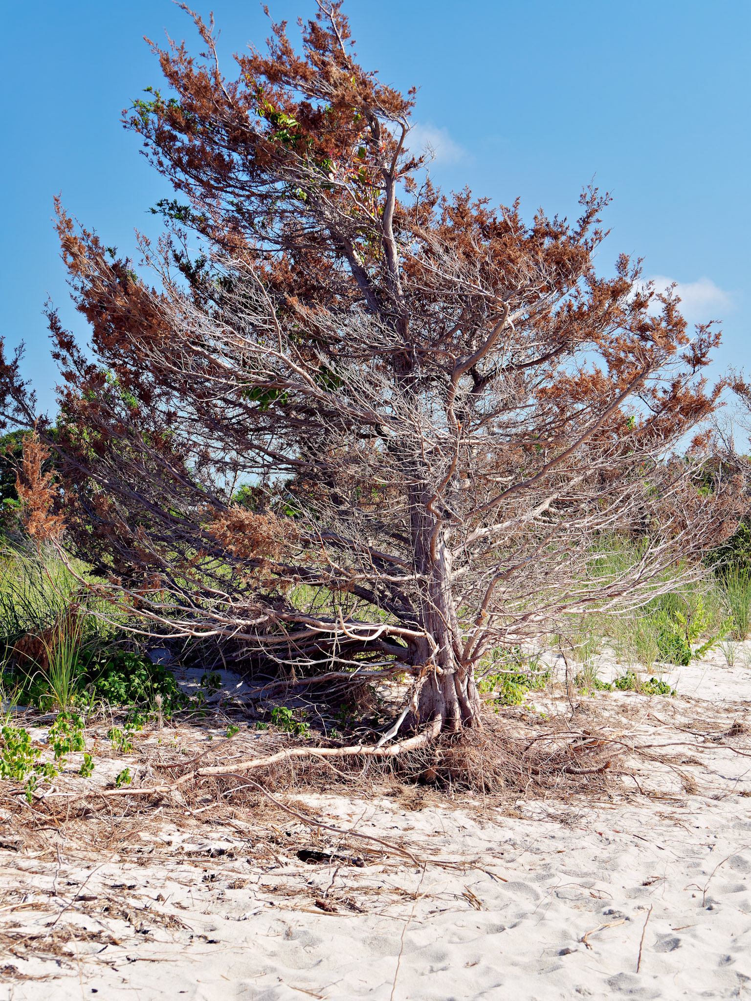 MA_CapeCod_20180724_0387_PS.dng