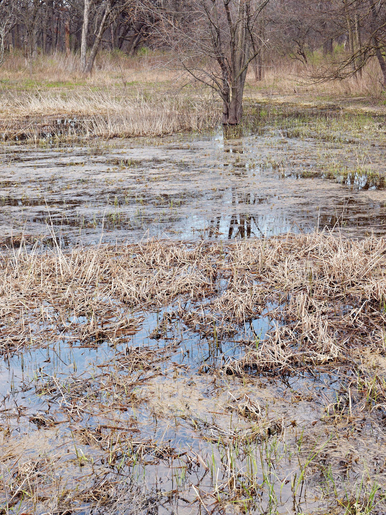 IL_Morton Arboretum_20160416_0725_PS.tif