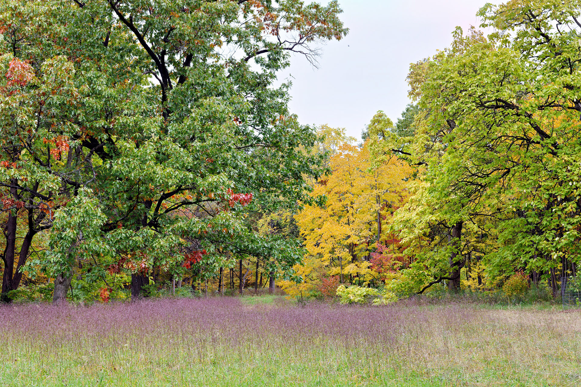 IL_Morton Arboretum_20121005_0548_PS.tif