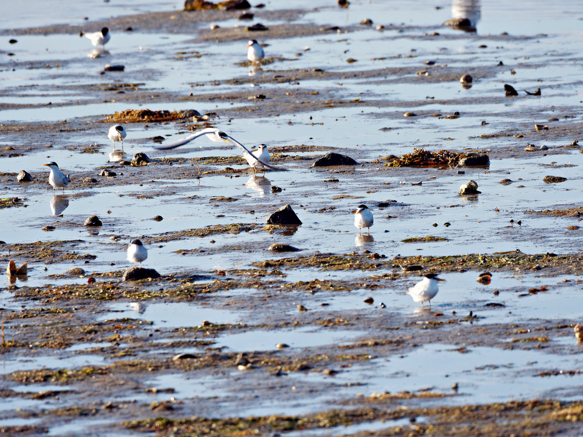 MA_CapeCod_20180724_0428_PS.dng