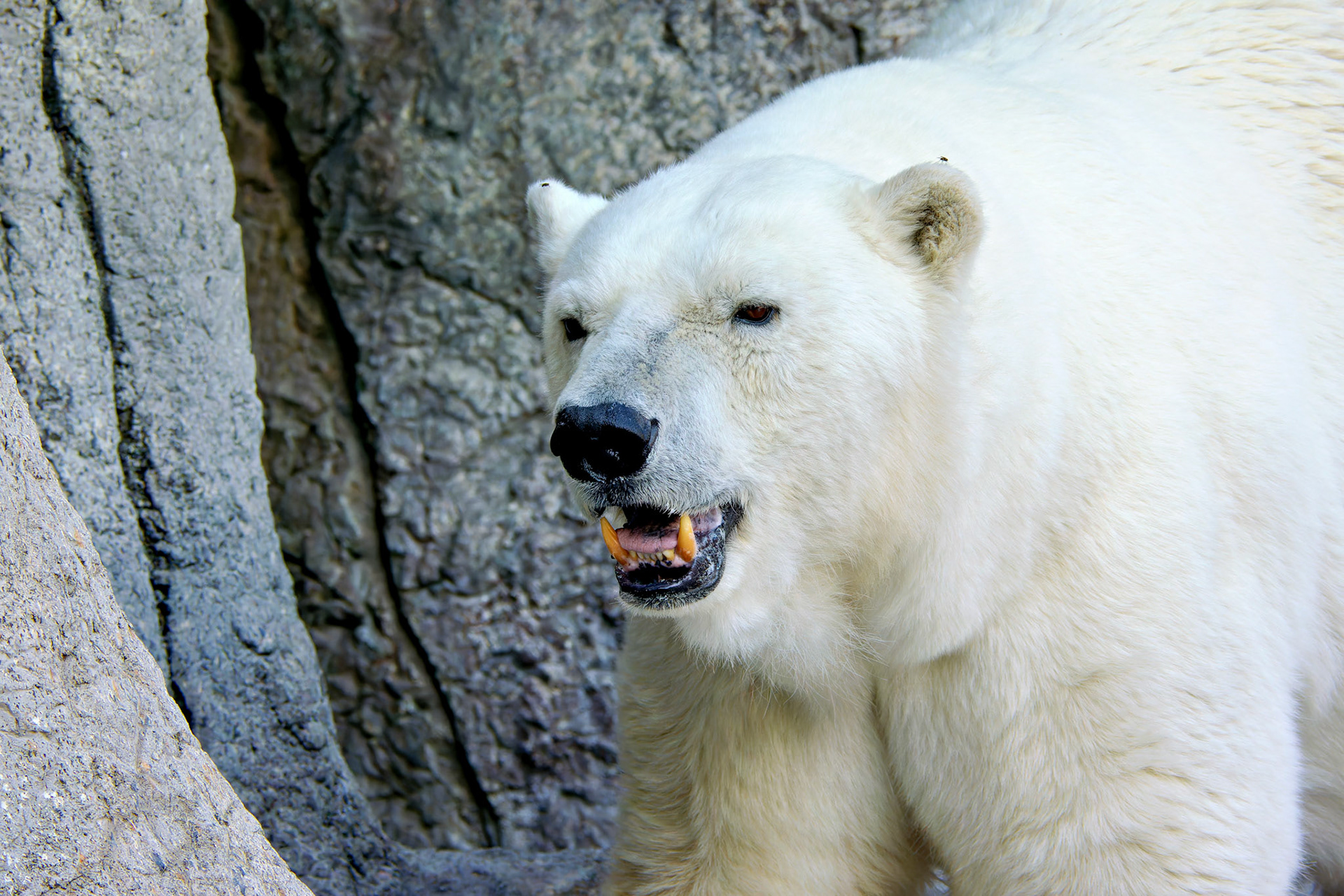 Wildlife_20140718_0420_PS.dng