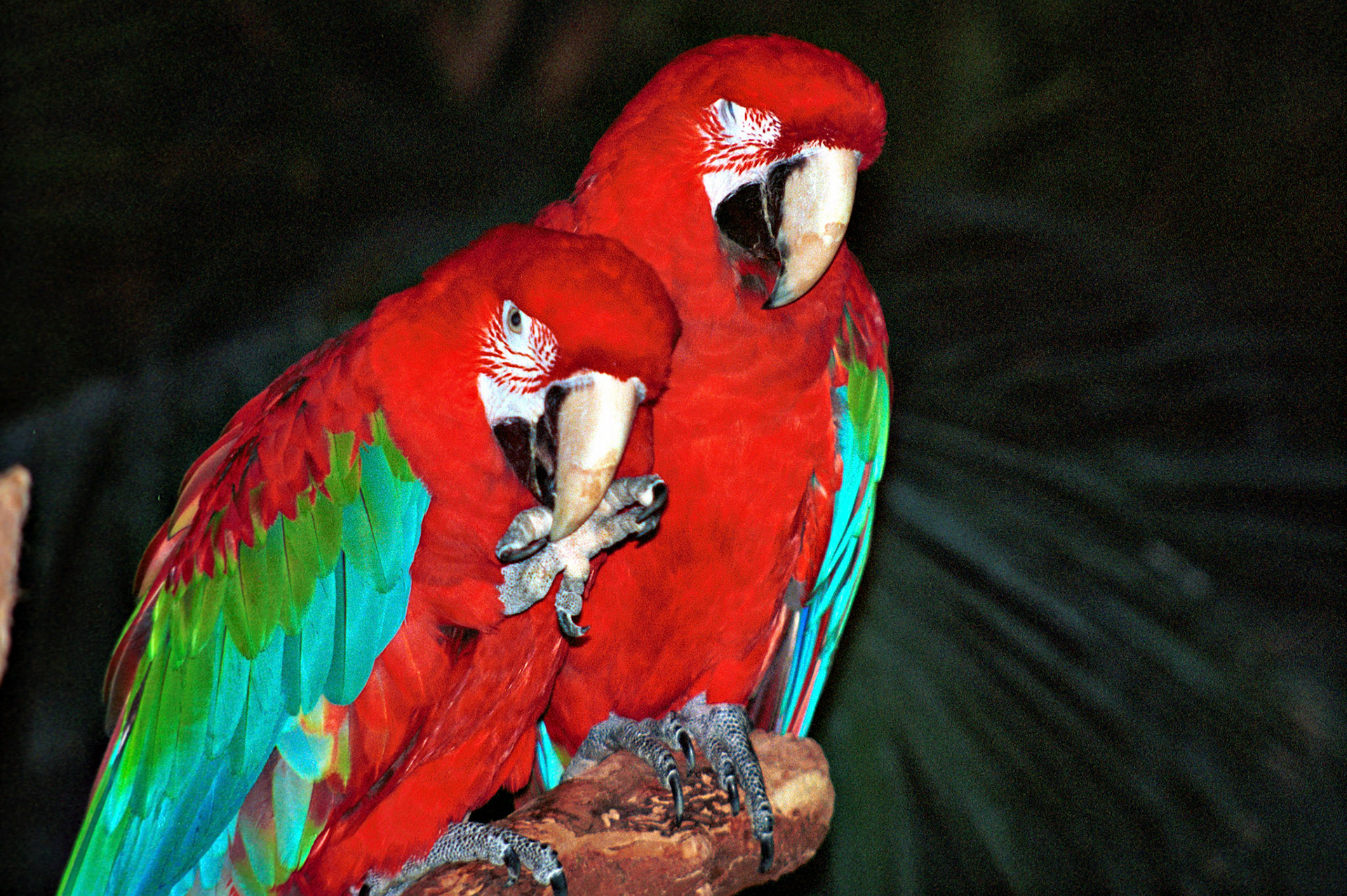 Wildlife_20221129_0793_PS.dng