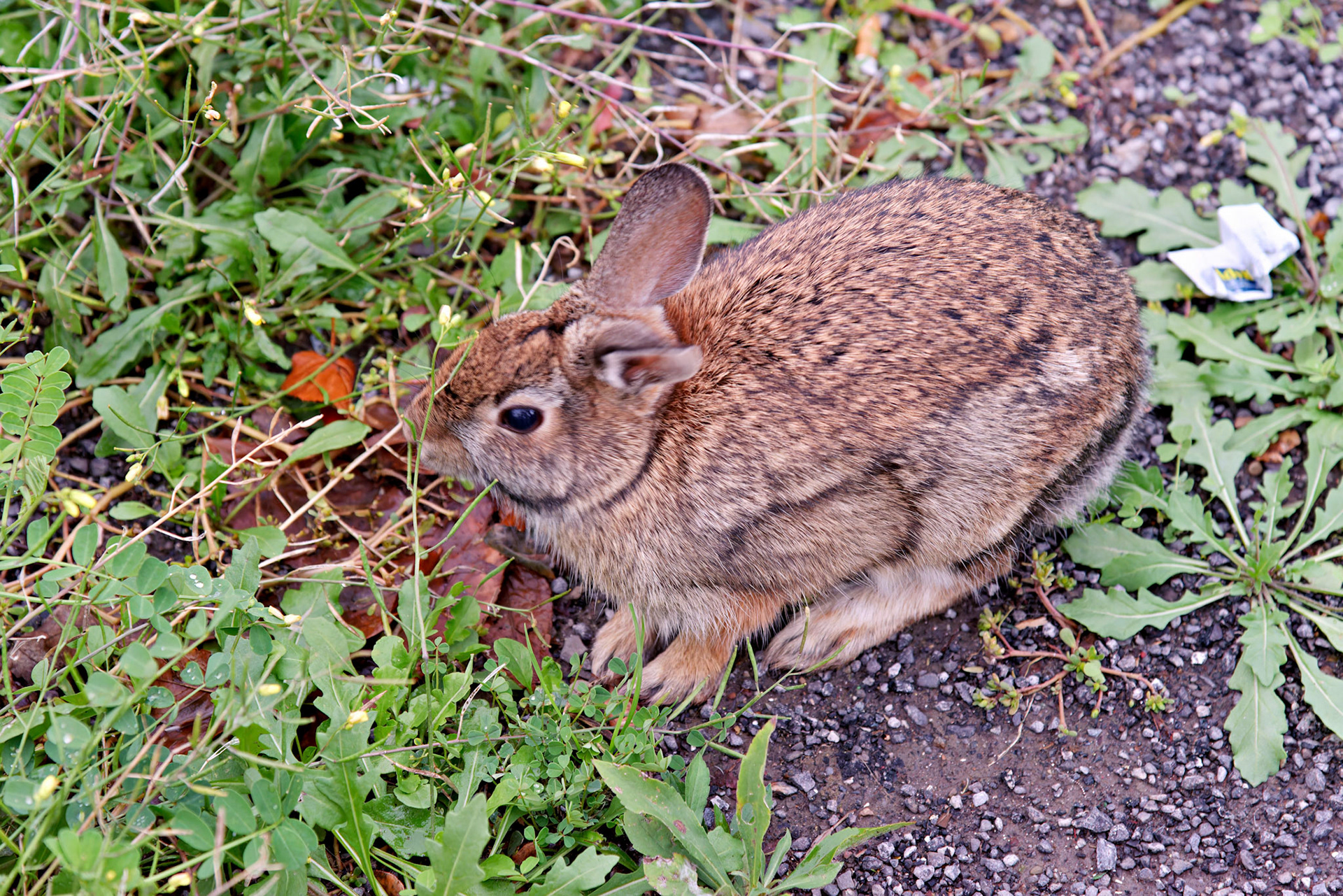 Wildlife_20120922_0368_PS.dng