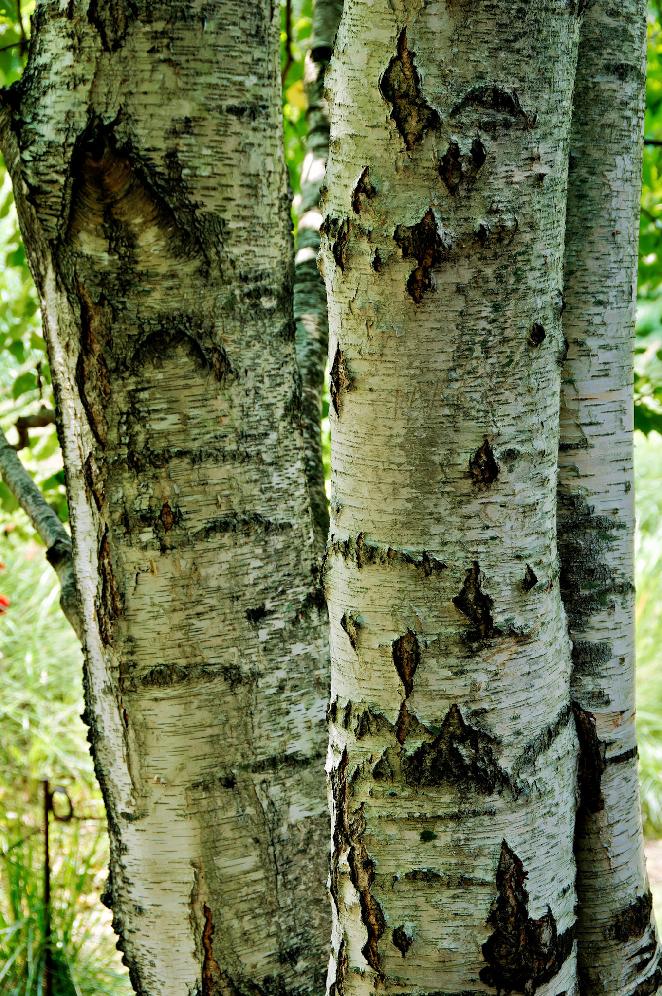 PA_GroundsForSculpture_20080814_0101_PS.dng
