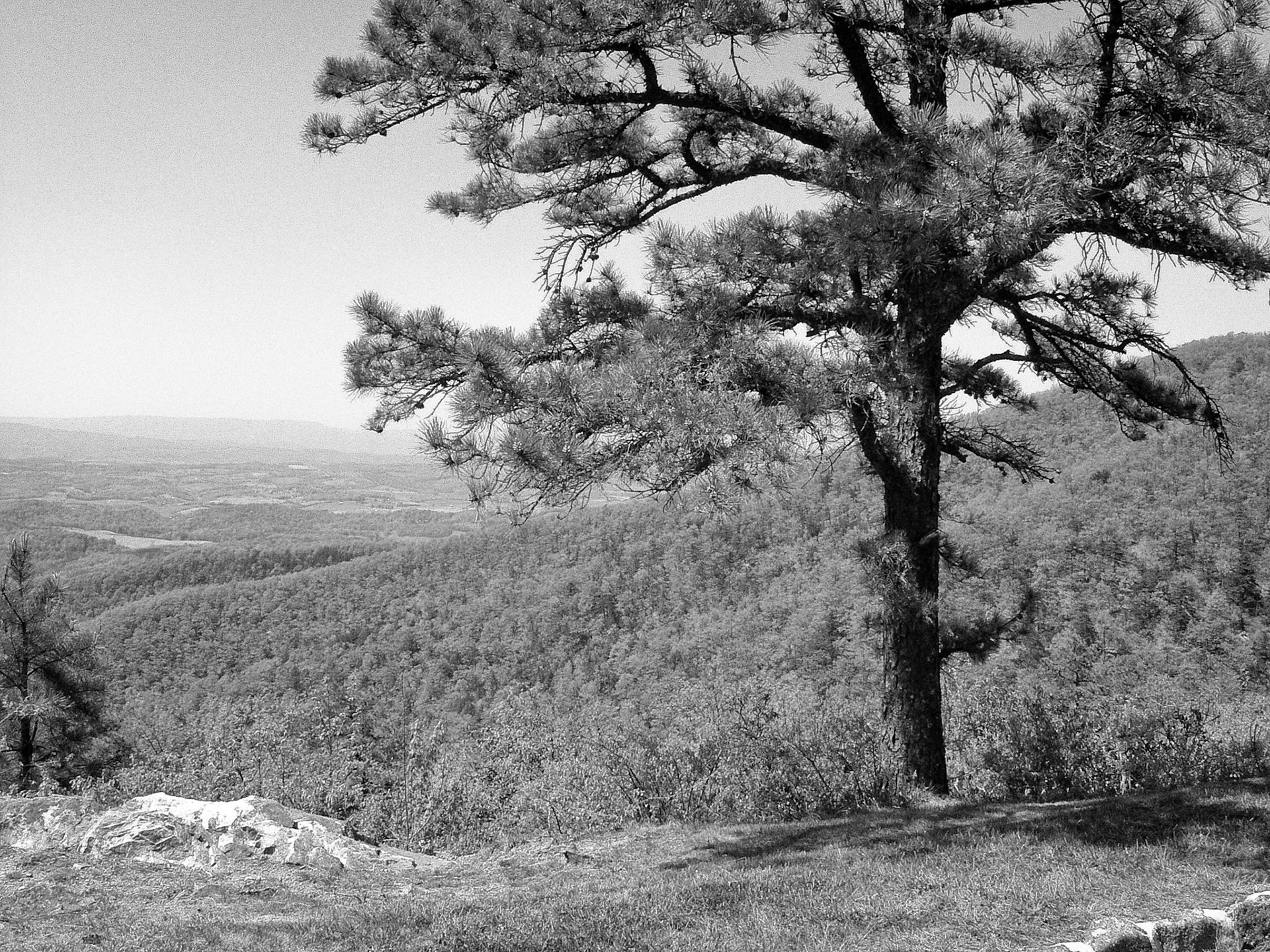 Black &amp; White 00043