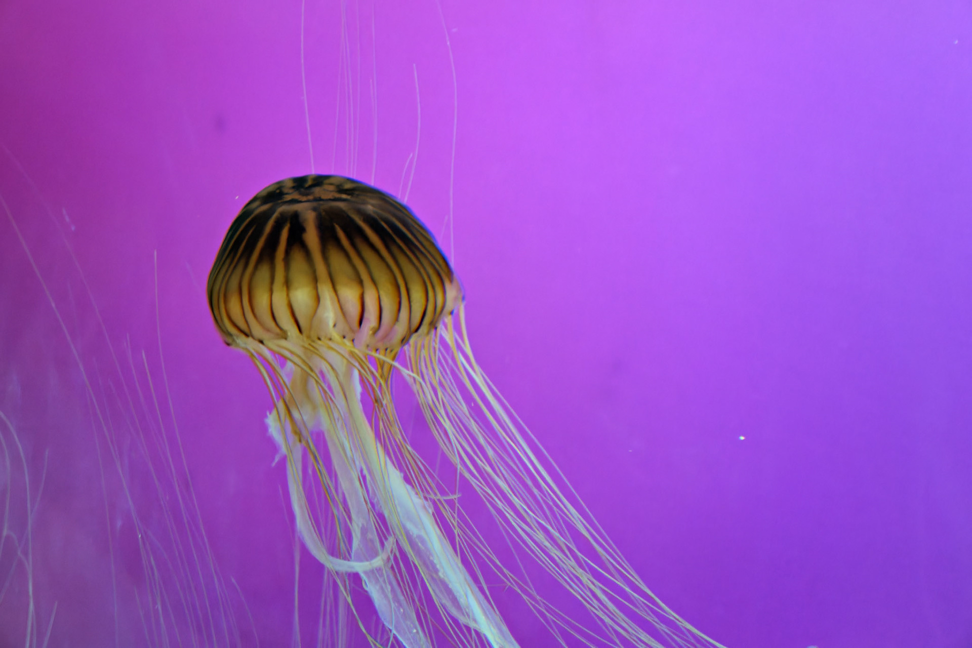 Wildlife_20120725_0300_PS.dng