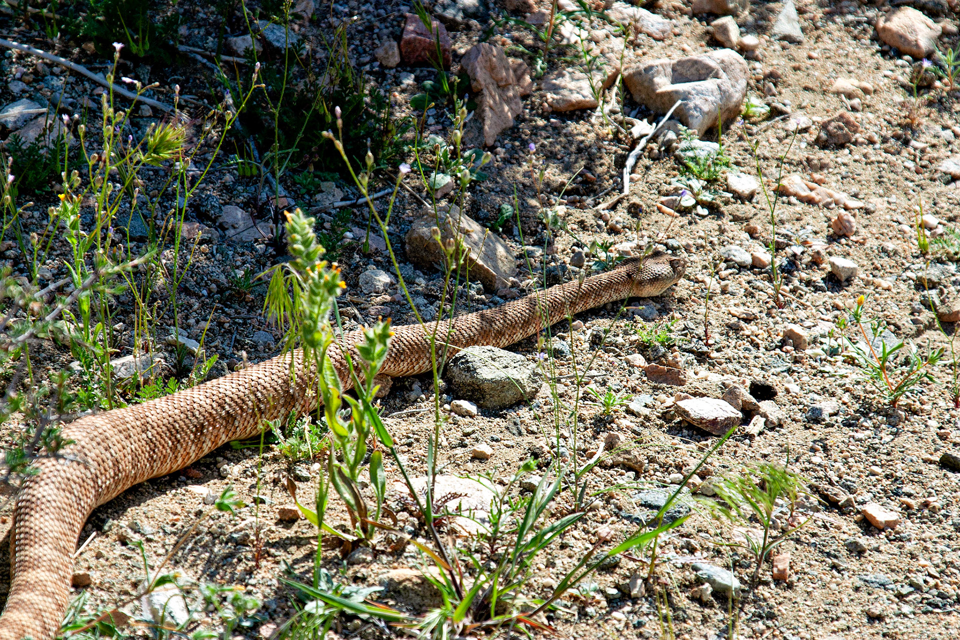 Wildlife_20030514_0075_PS.dng