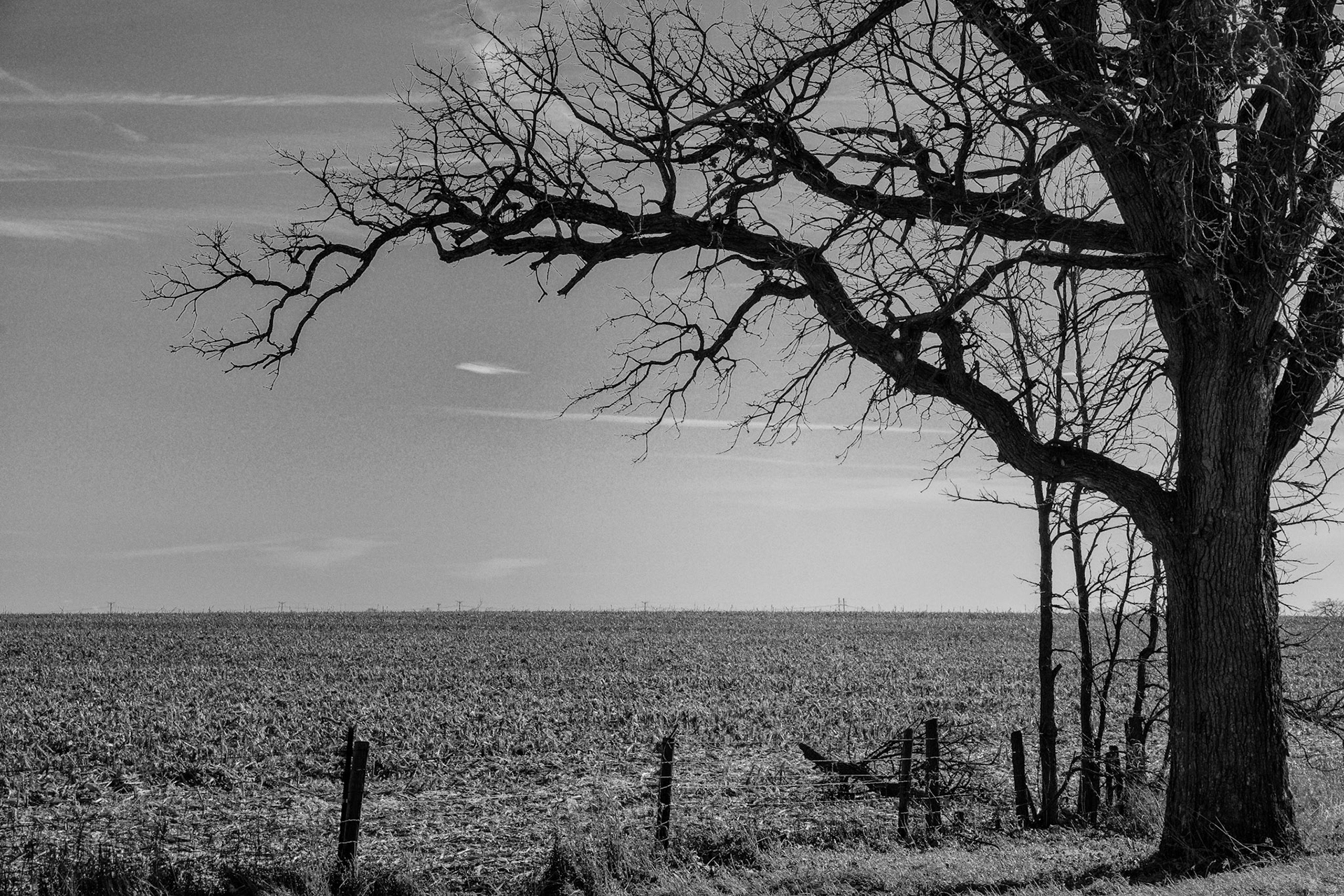 Black &amp; White 00089