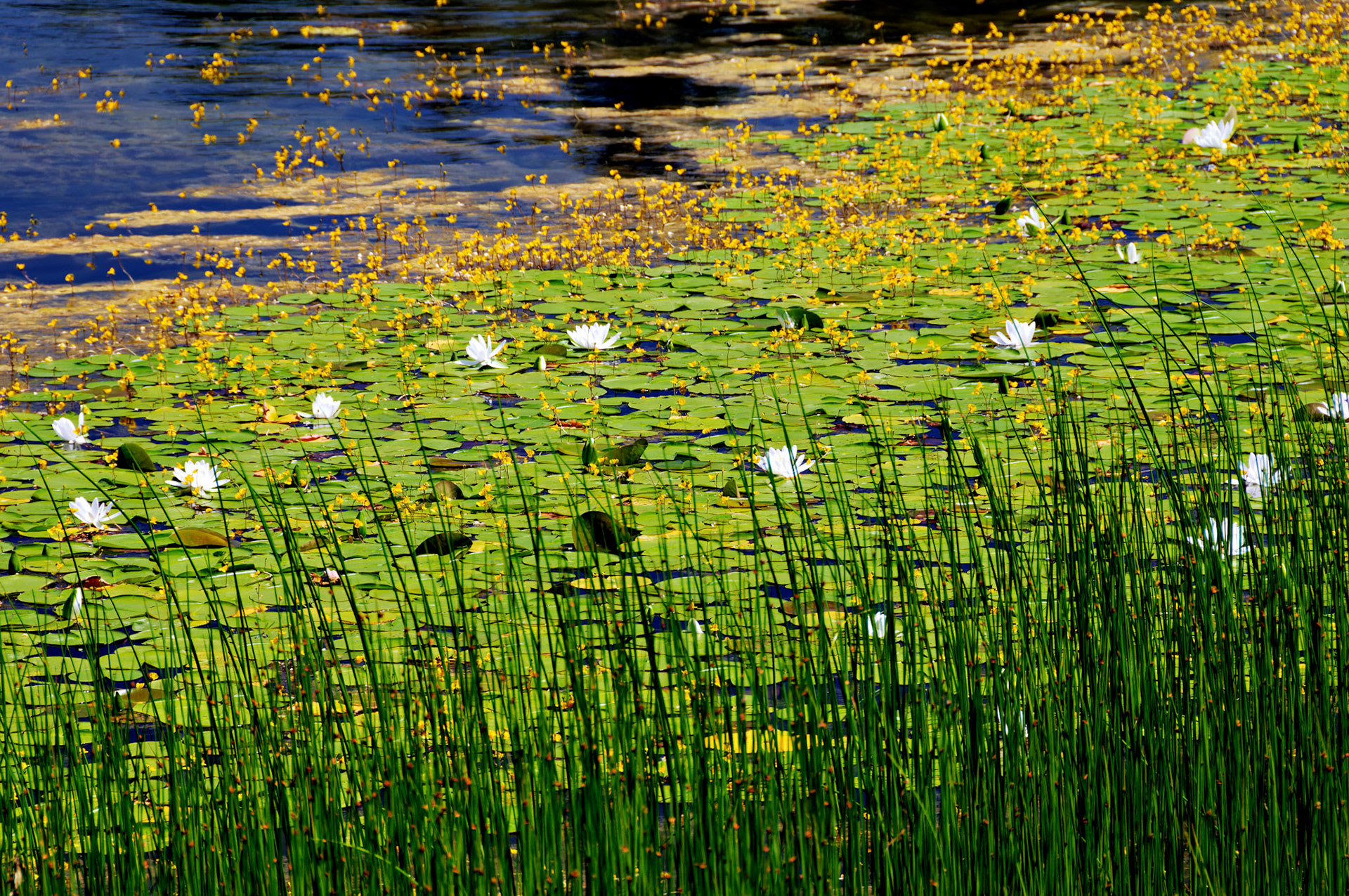 IL_Morton Arboretum_20080628_0285_PS.tif
