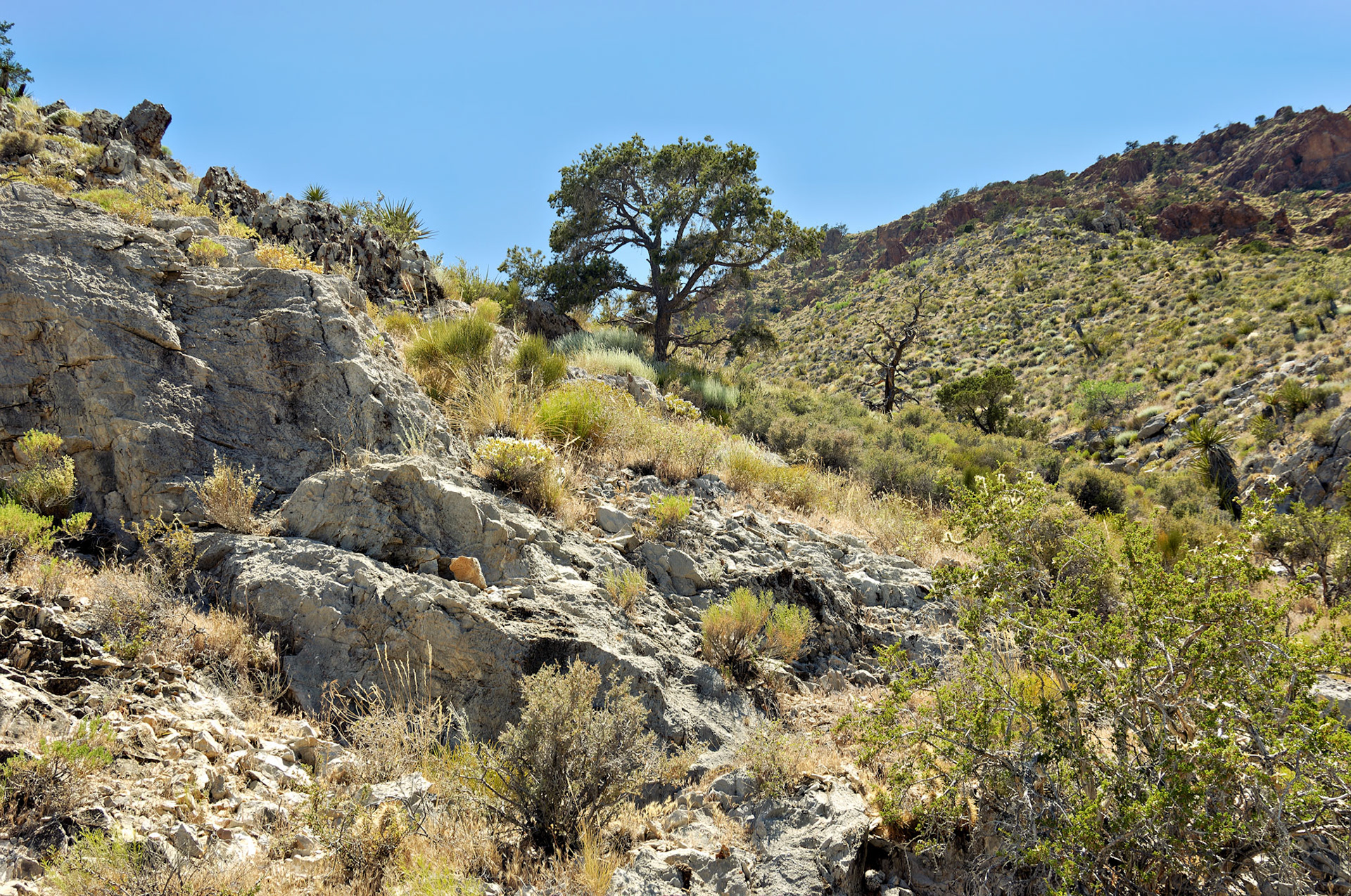 CA_20050614_0125_PS.dng