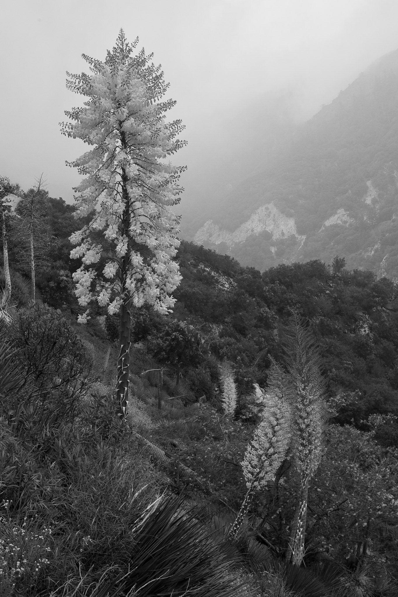 Black &amp; White Photos