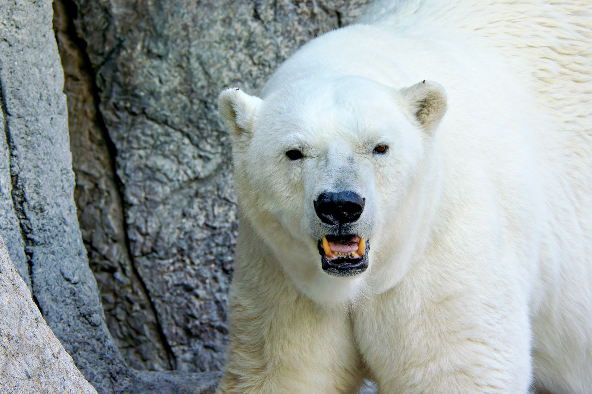 Wildlife_20140718_0416_PS.dng