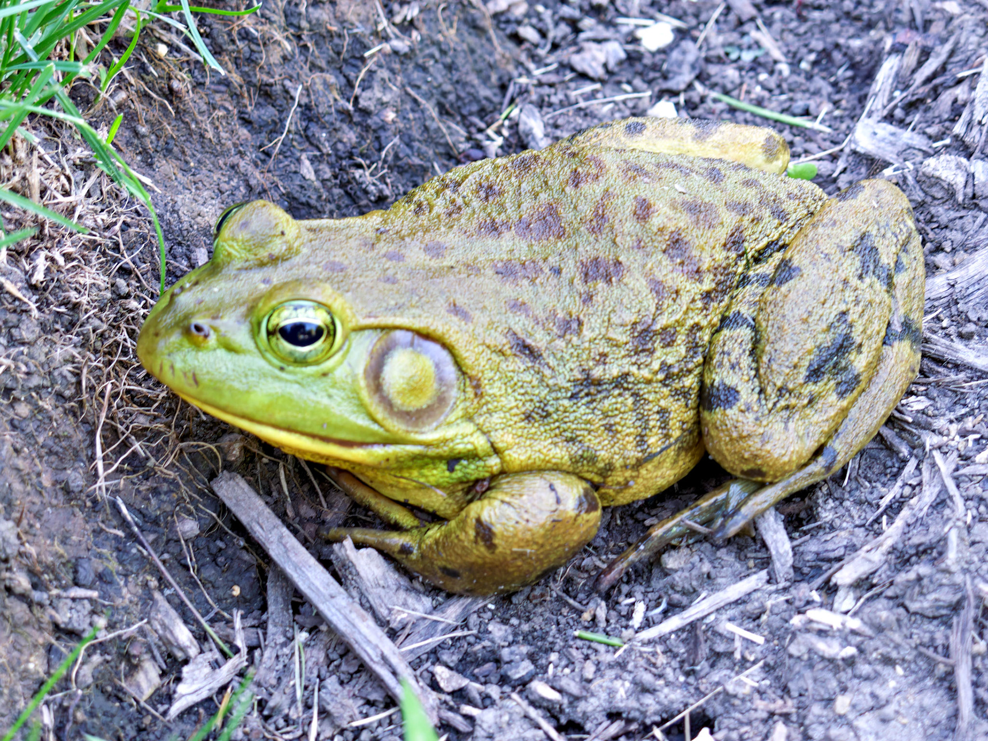 Wildlife_20100609_0235_PS.dng