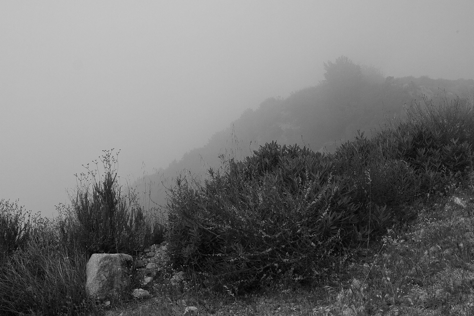 Black &amp; White Photos