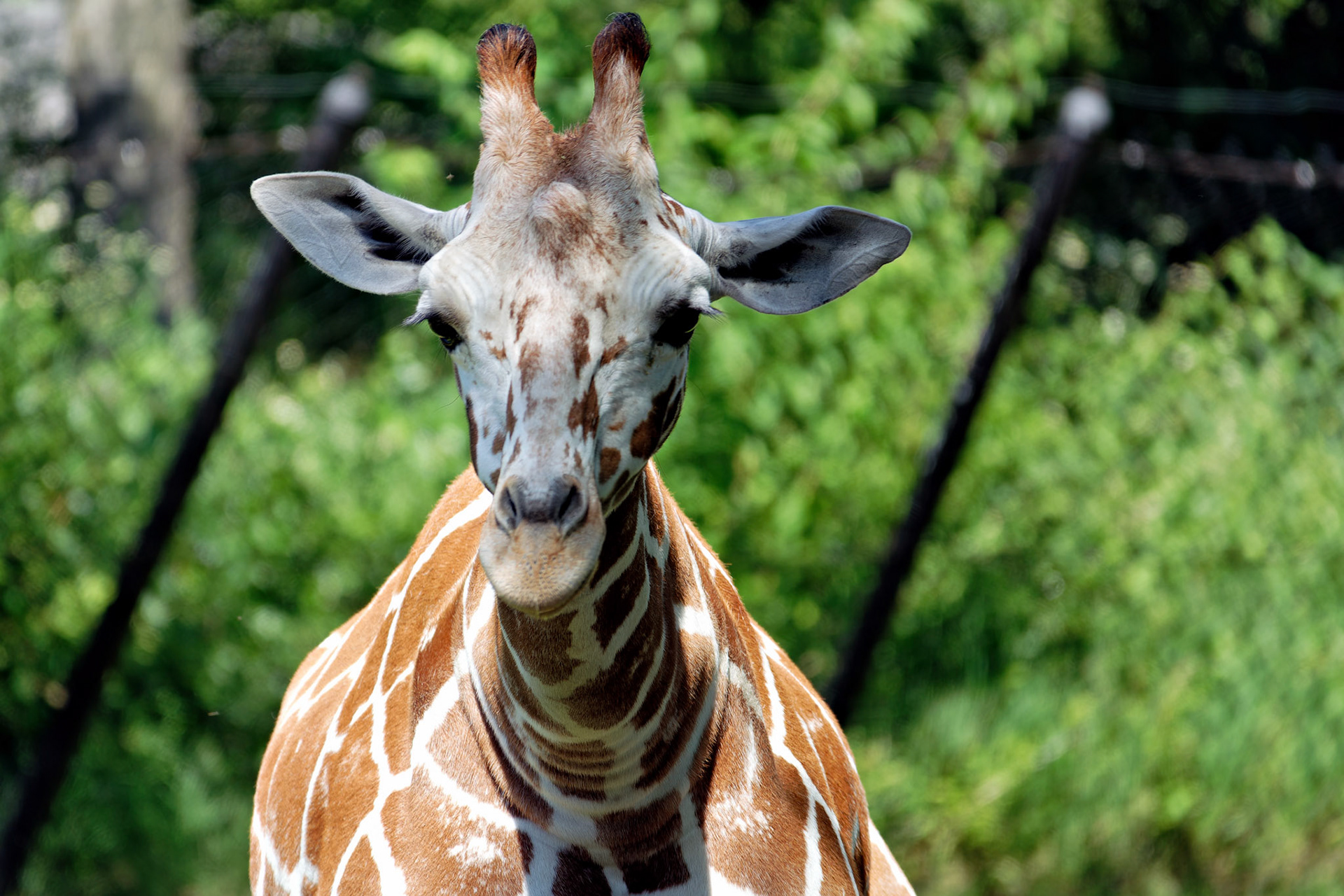 IN_Indianapolis Zoo_20170608_0243_PS.dng