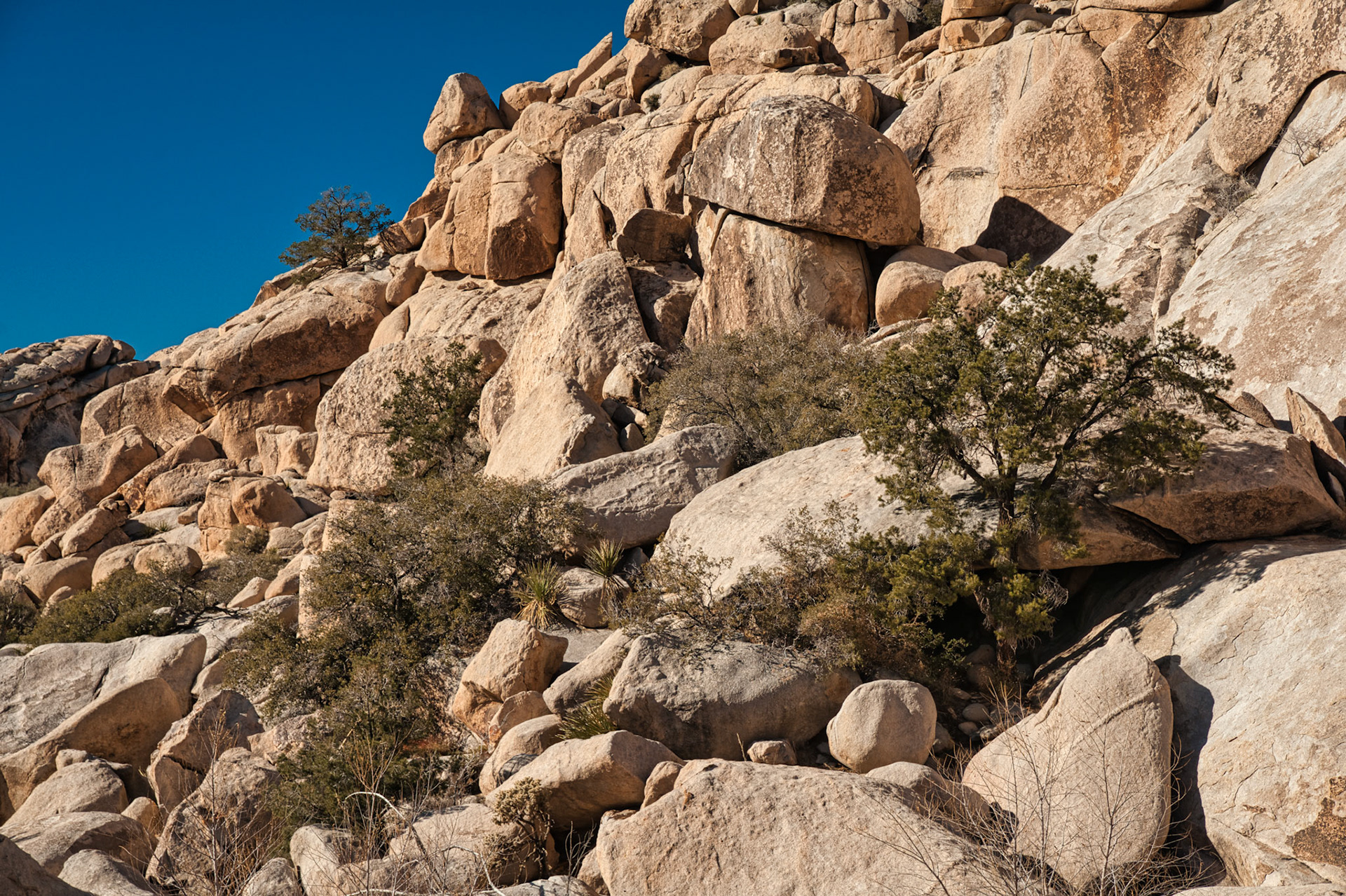 California Joshua Tree 00068