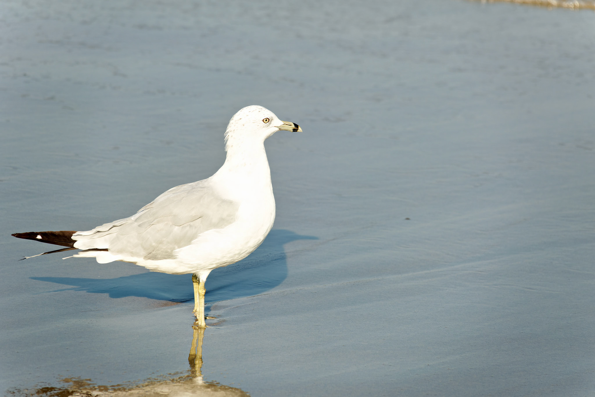 Wildlife_20170809_0726_PS.dng