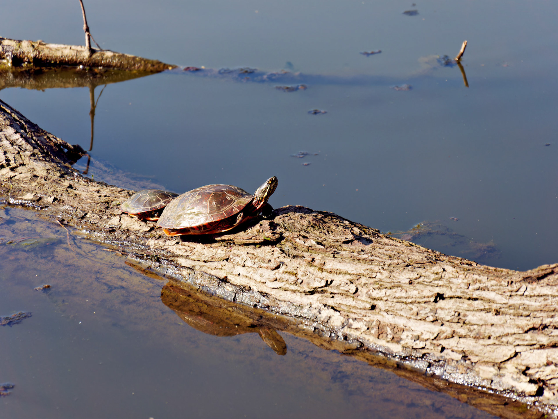 IL_Morton Arboretum_20180507_0838_PS.tif