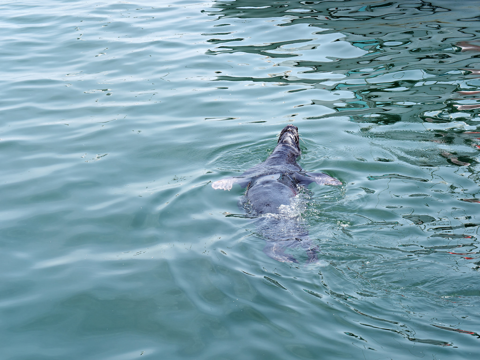 MA_CapeCodChattham_20180725_0012_PS.dng