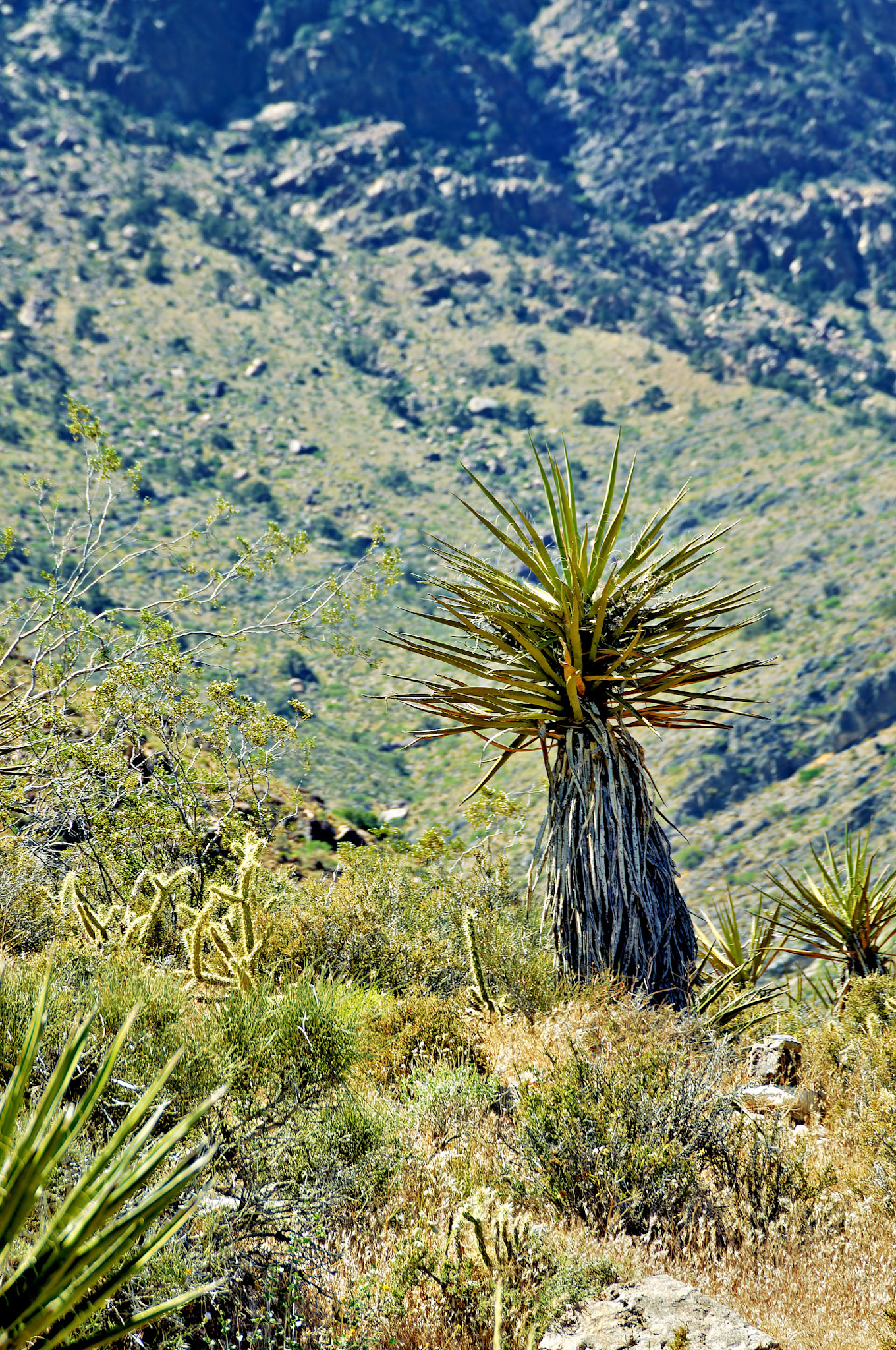 CA_20050614_0152_PS.dng